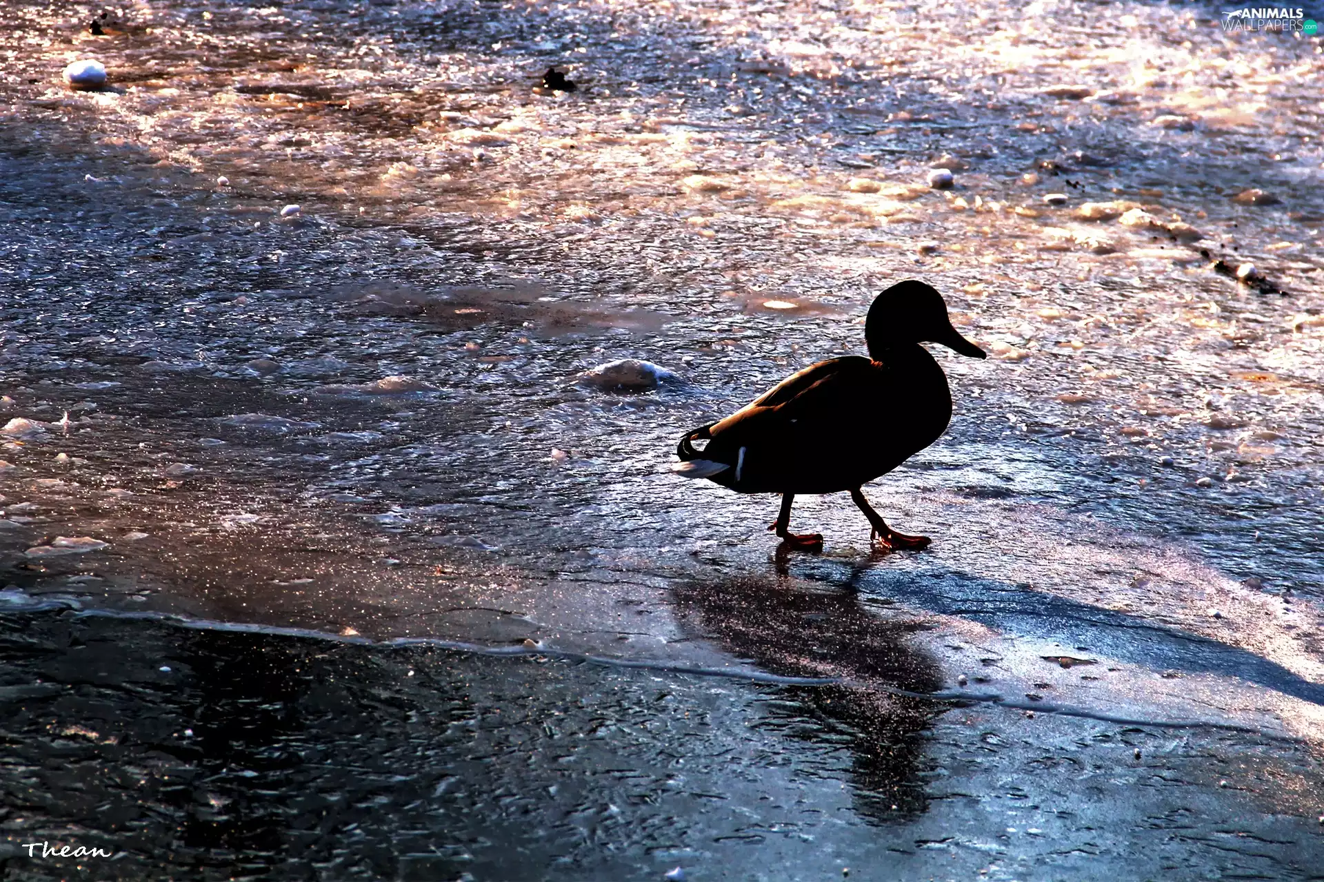 lake, duck, frozen