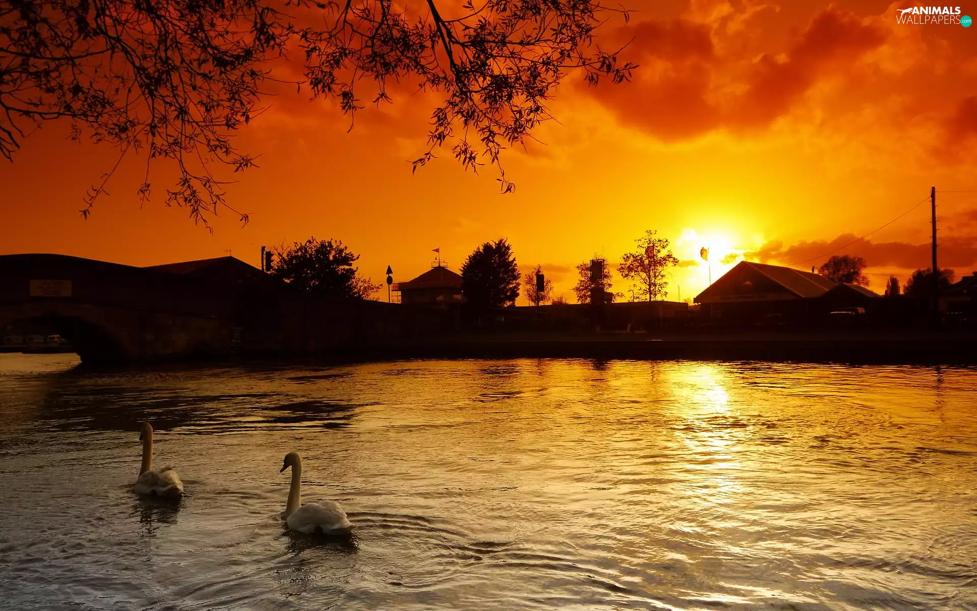 Great Sunsets, Swan, lake