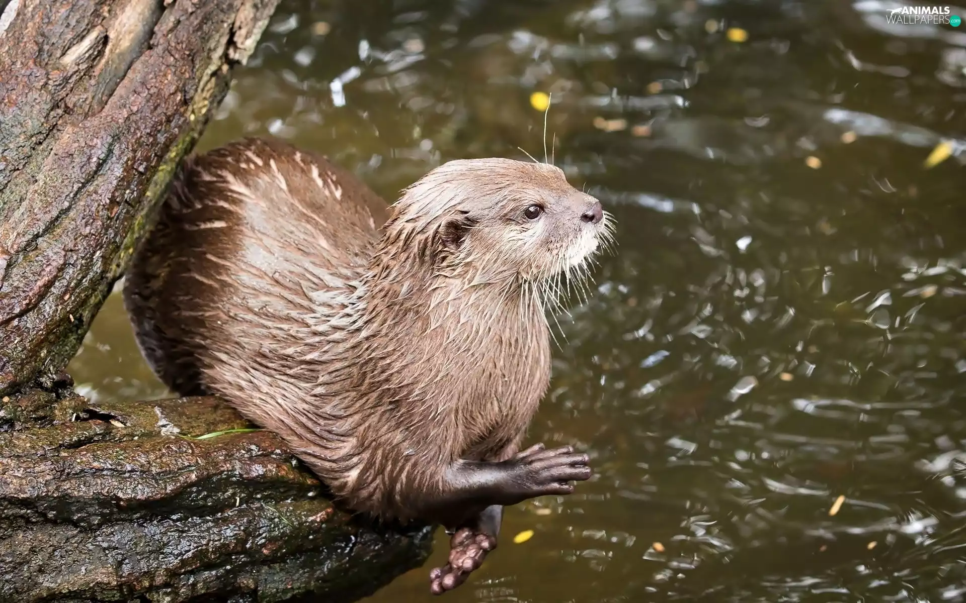 mink, trees, cork, lake