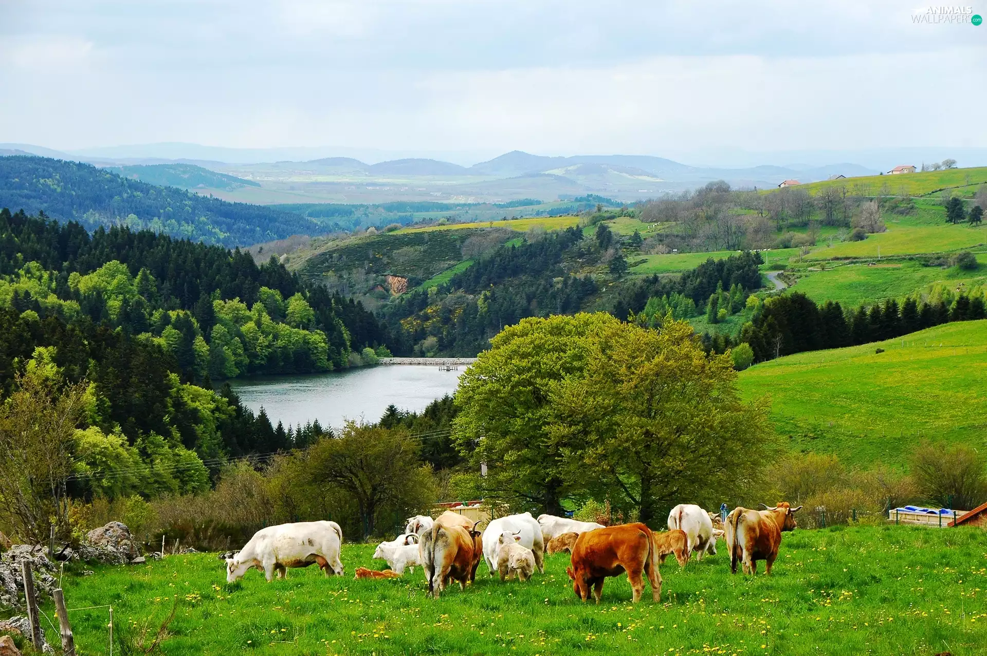 medows, lake, Mountains, woods, Cows