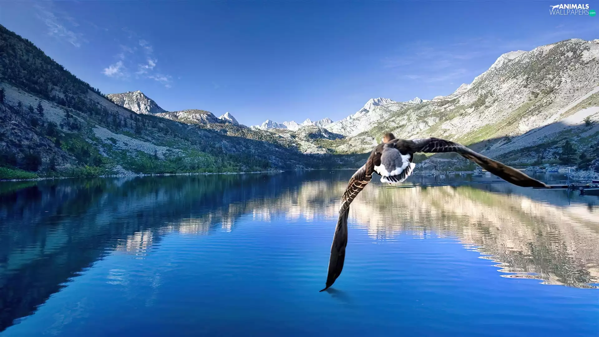 Mountains, Bird, flight, lake