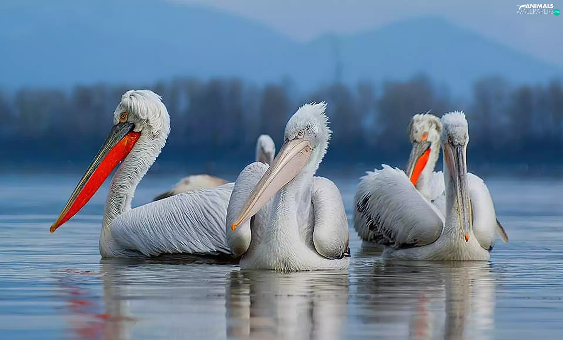 pelicans, Mountains, forest, lake