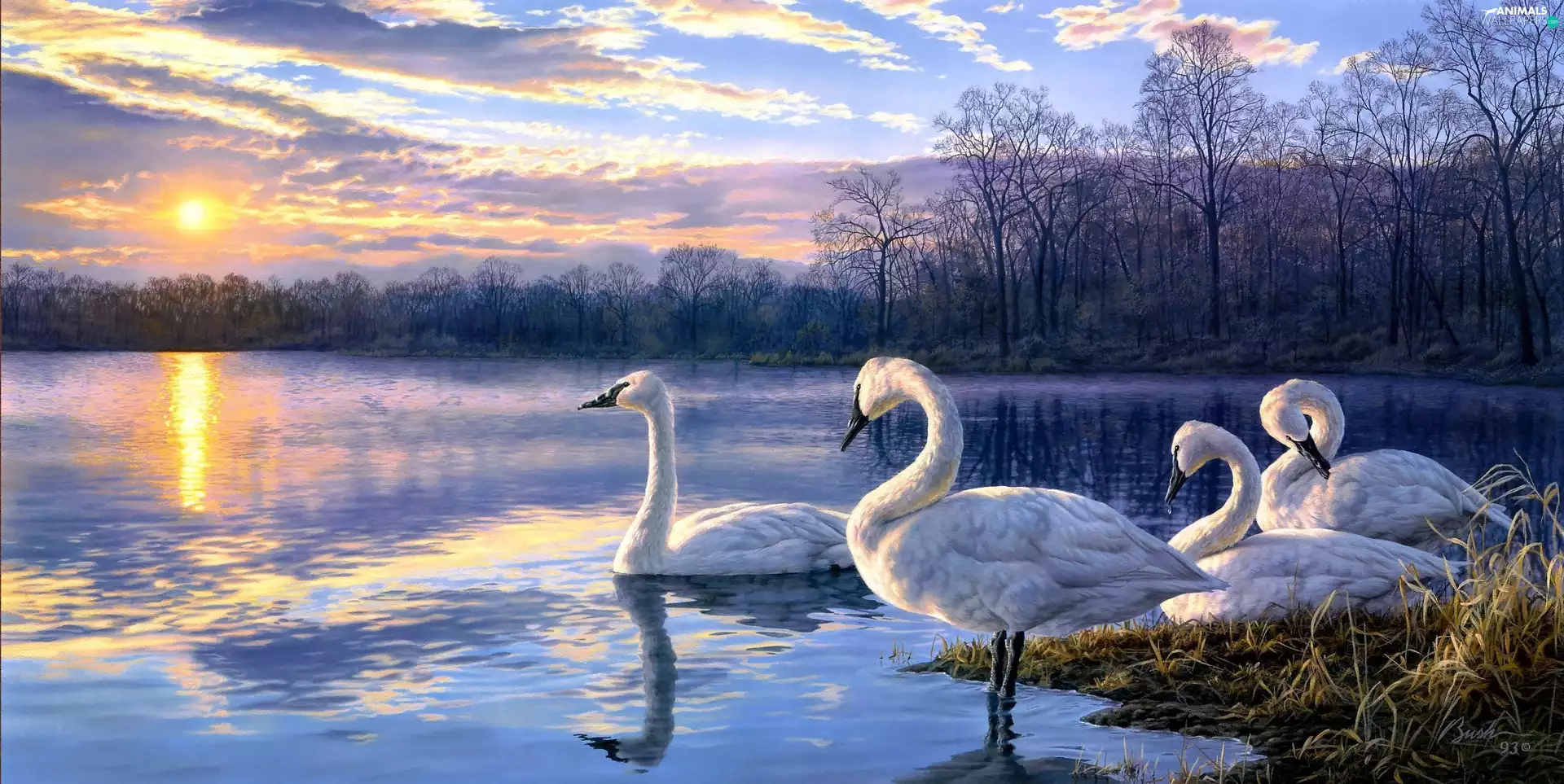 lake, Swan