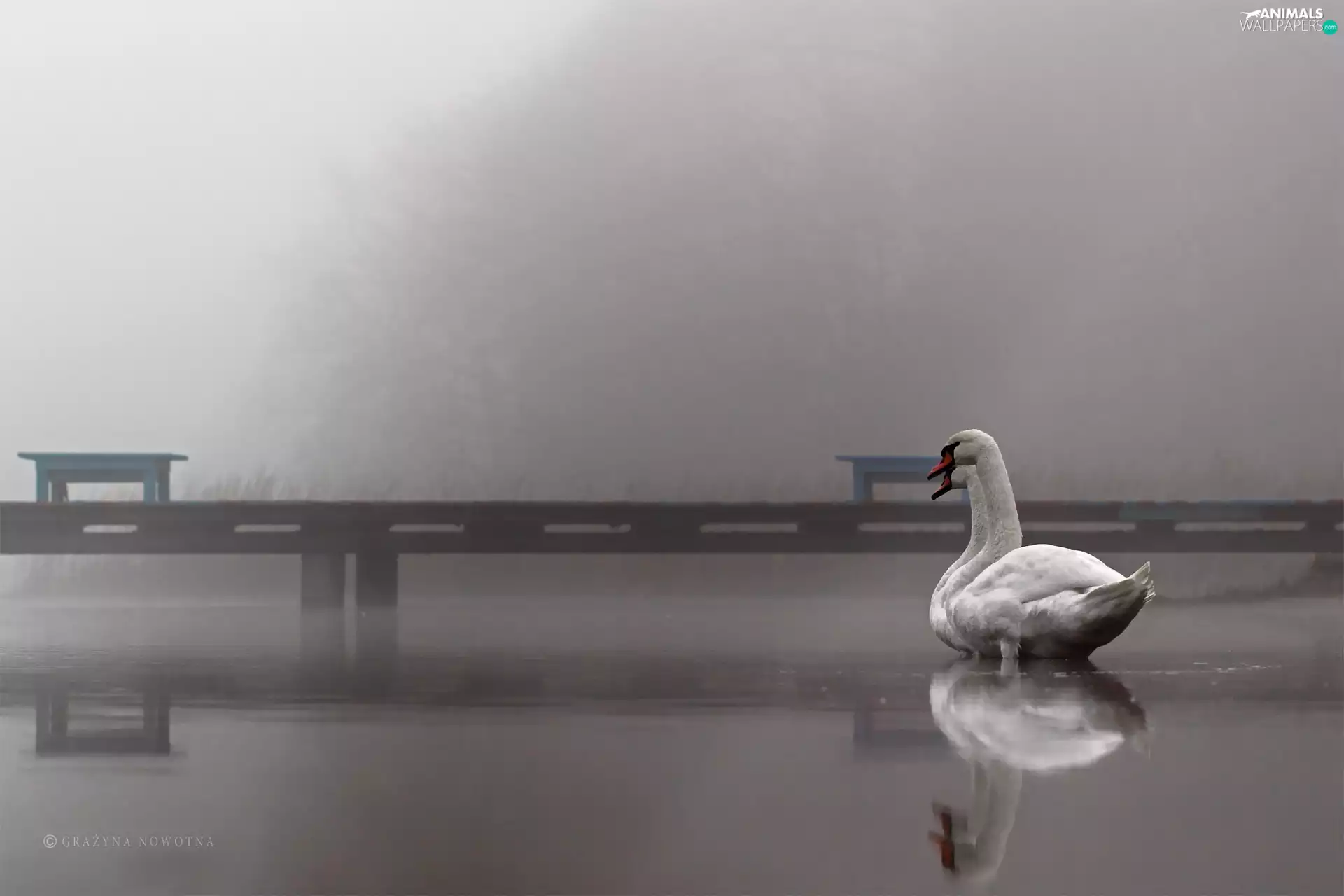 Swan, Platform, Fog, lake