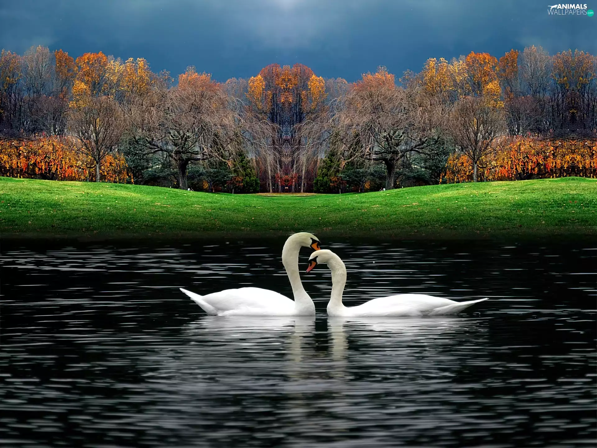 Swan, grass, Park, lake