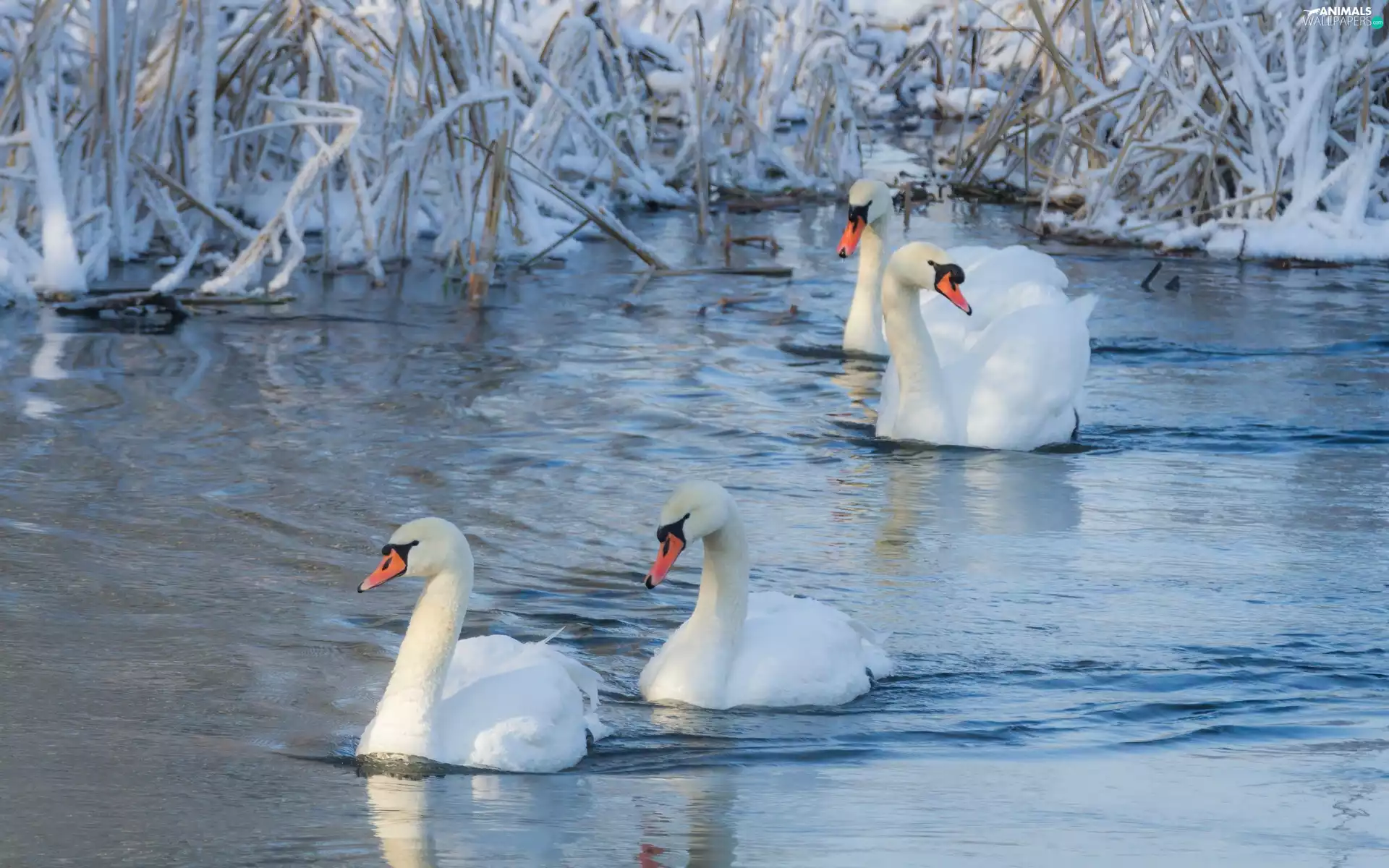 Swan, rushes, winter, lake
