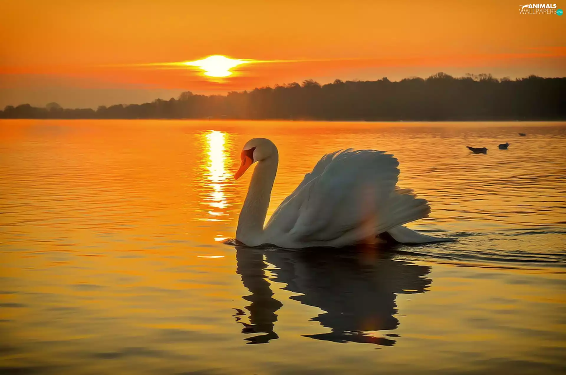 Swans, west, sun, lake
