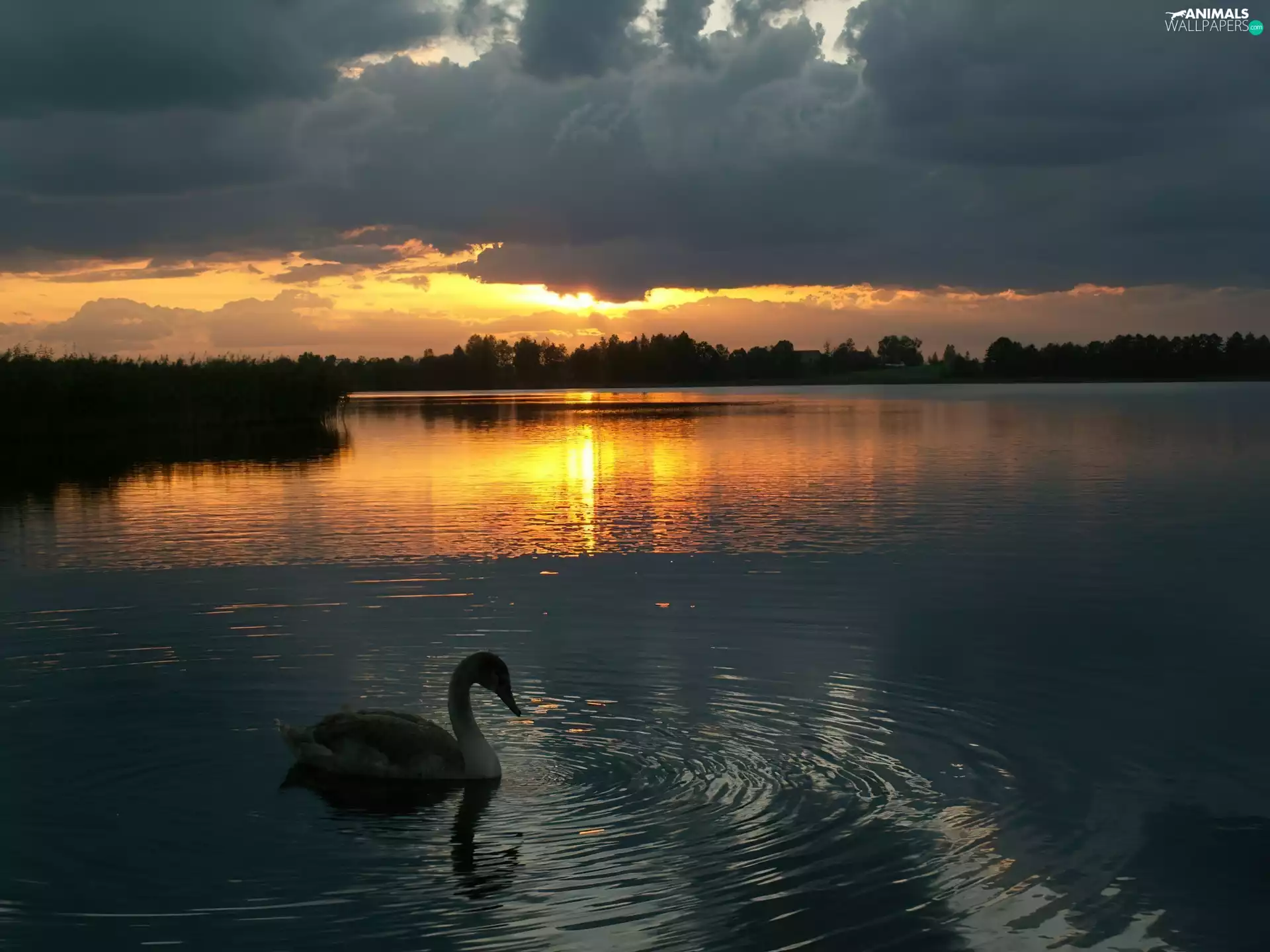 Swans, west, sun, lake