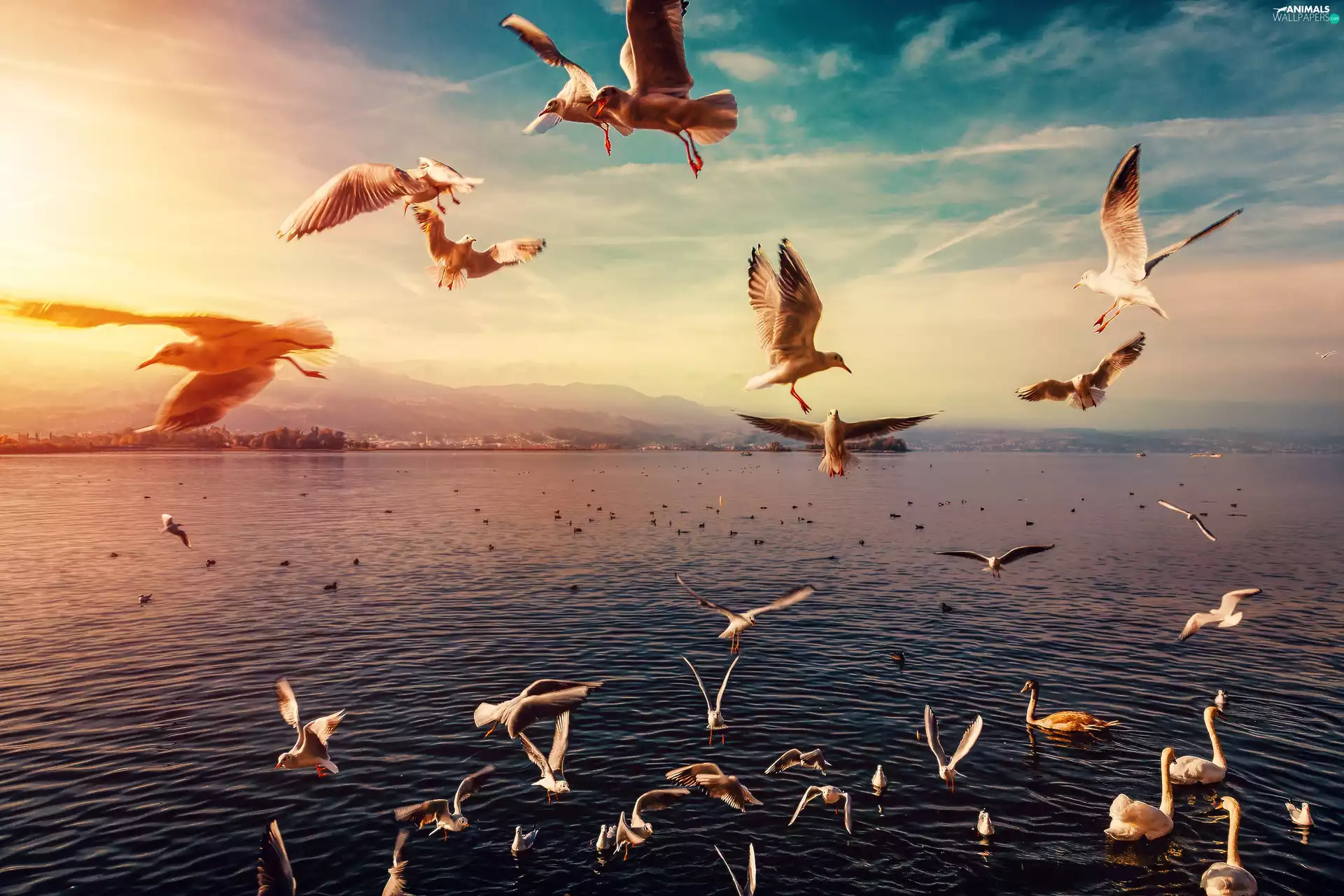 Switzerland, Sunrise, birds, lake