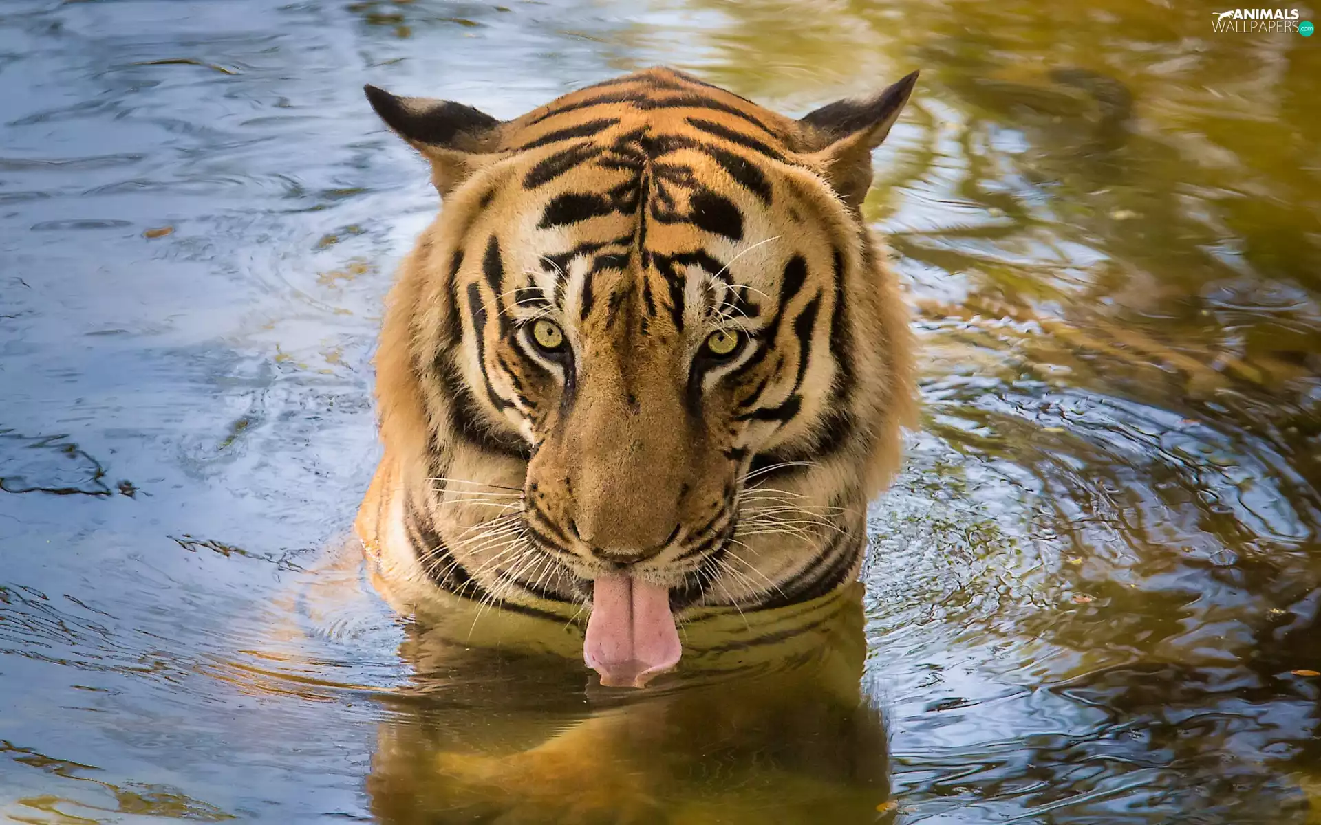 lake, tiger, tongue