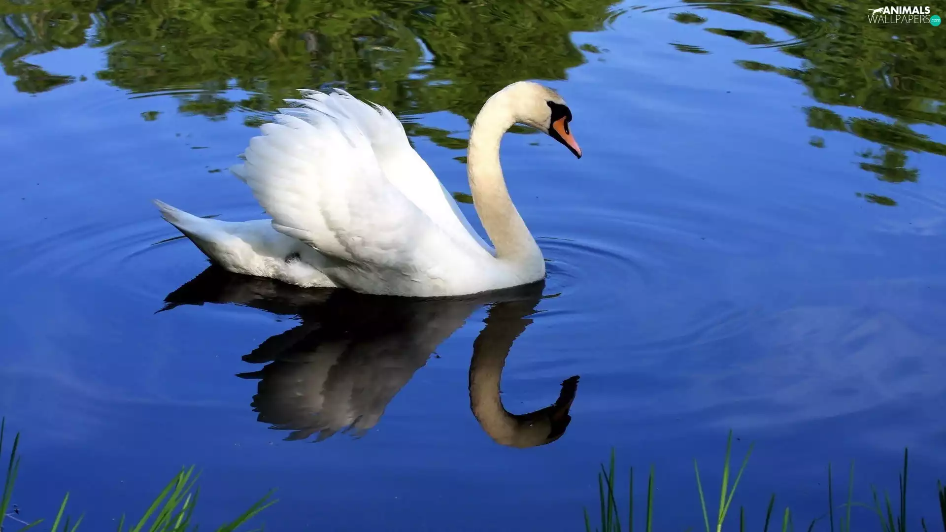 water, lake, White, Swans, Beatyfull