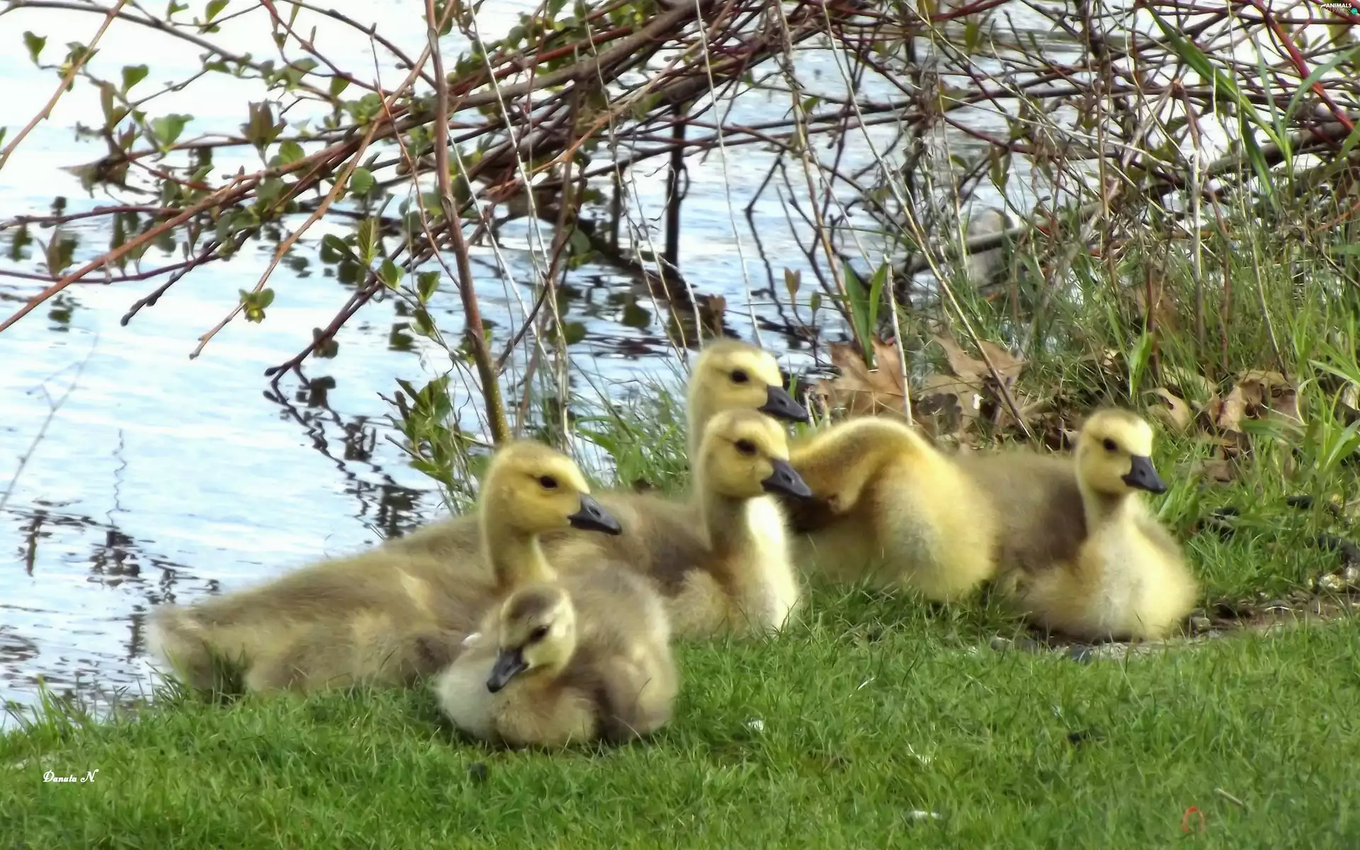 Leaf, geese, coast, grass, young, branch pics, lakes