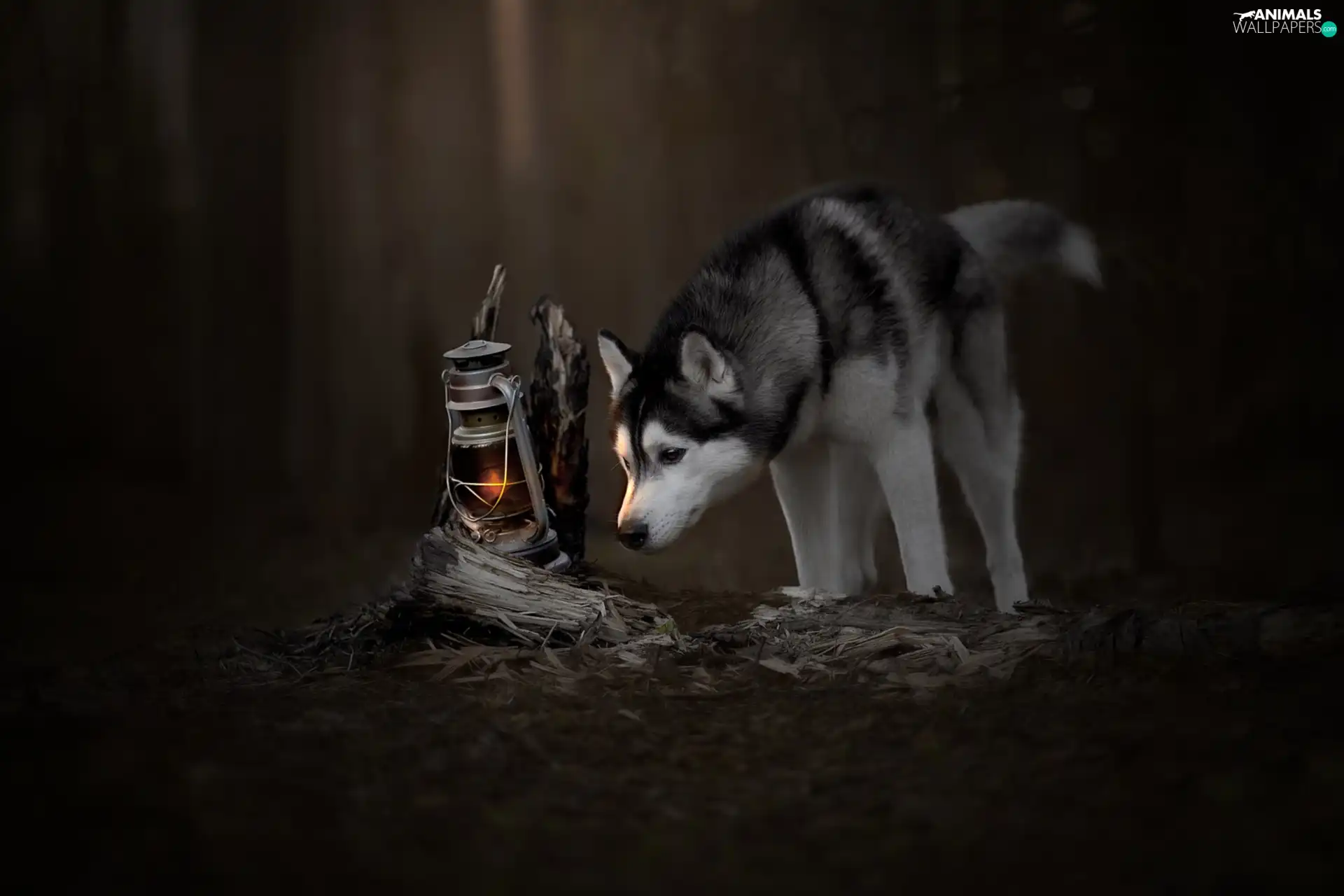 Oil Lamp, dog, Siberian Husky