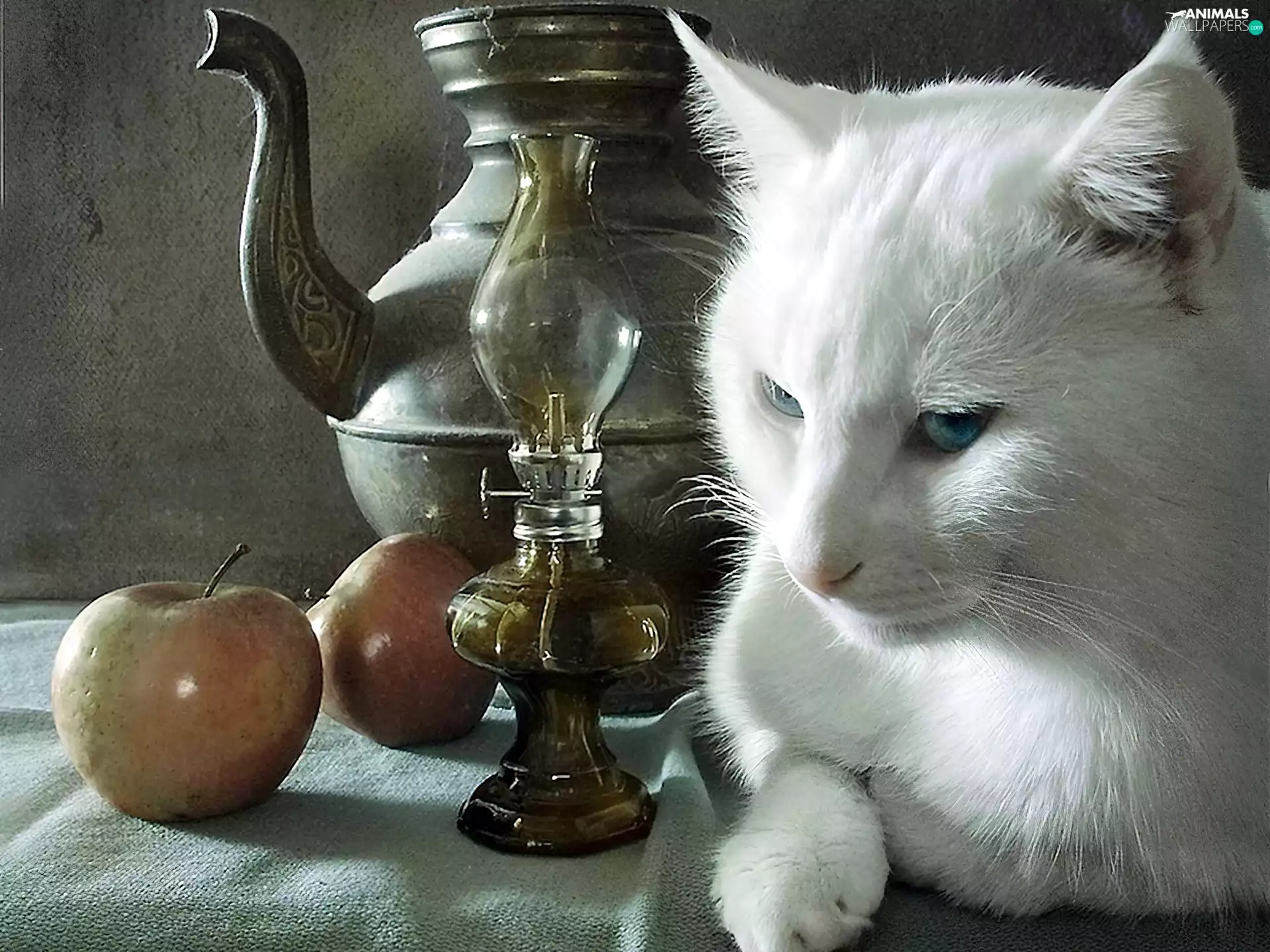 jug, Lamp, White, Apple, cat