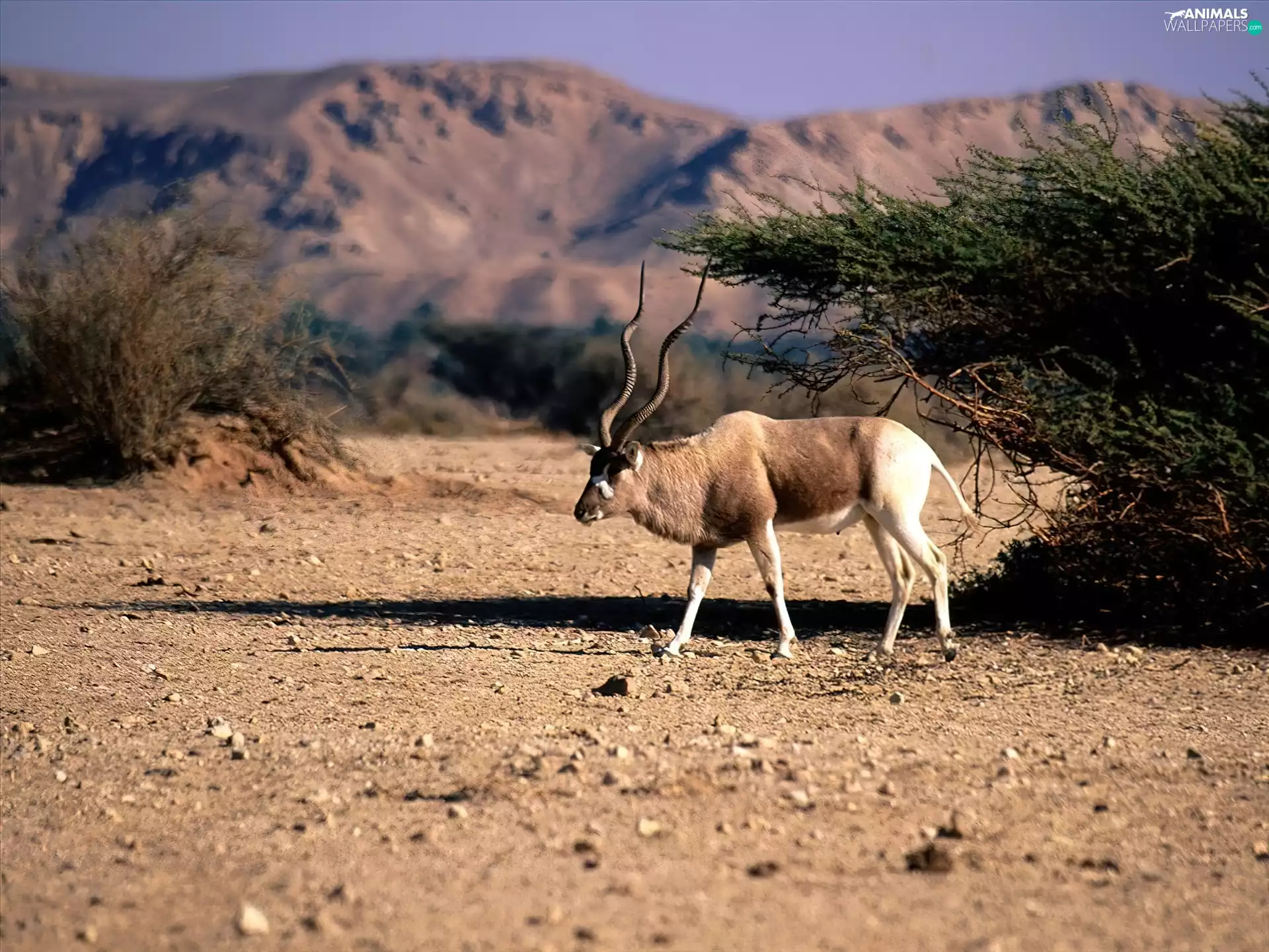 Antelope, Bushes, Mountains, land