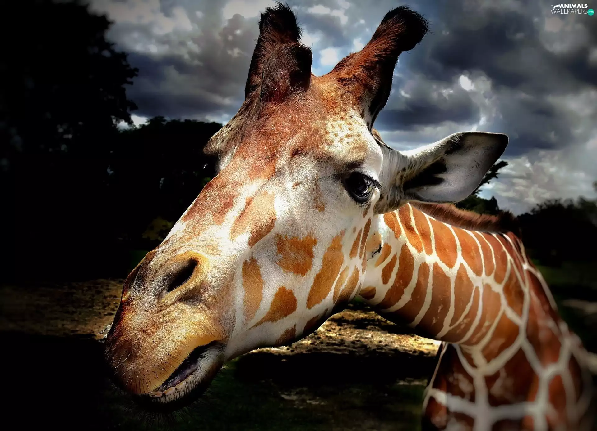 landscape, giraffe, Head