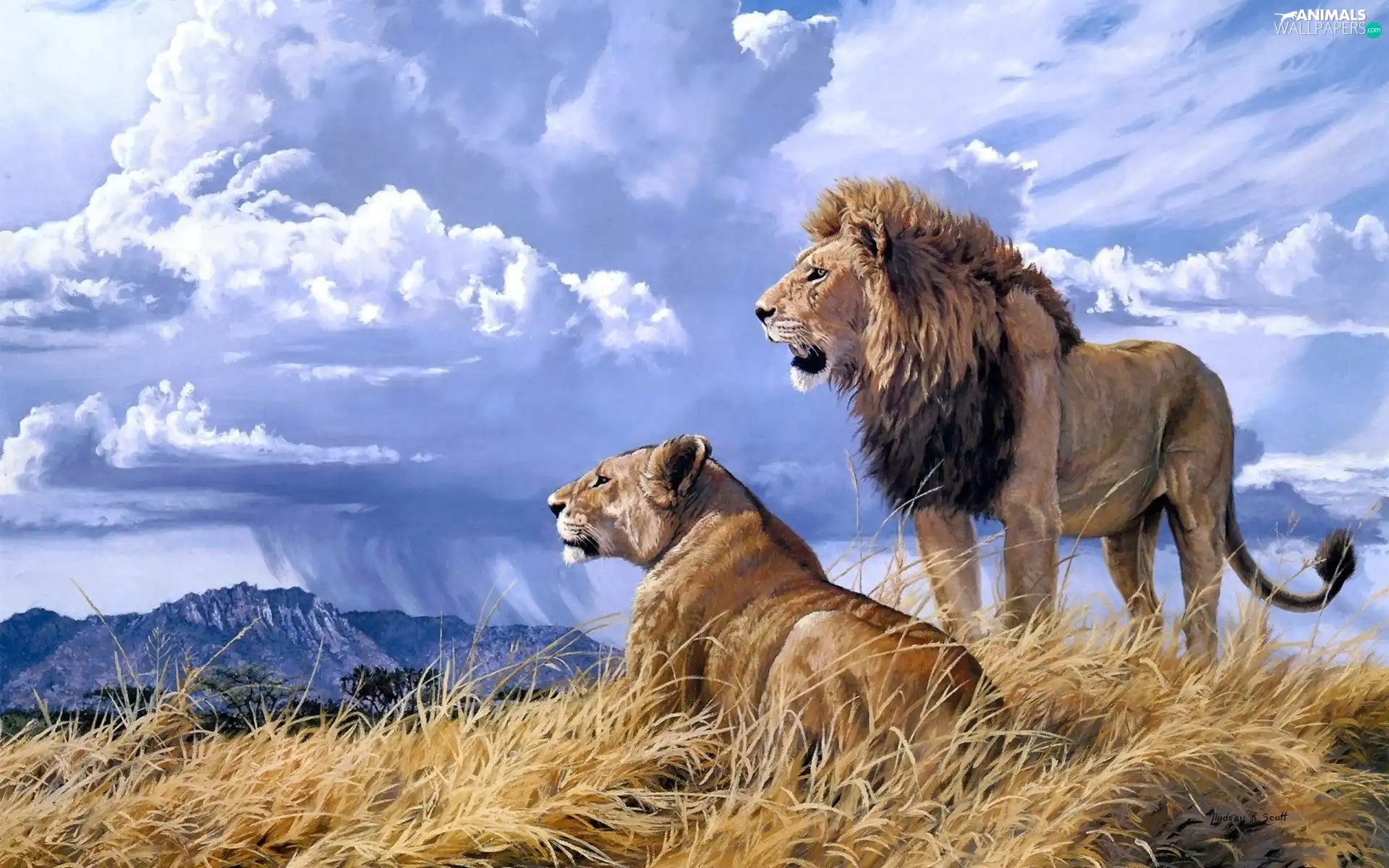 landscape, cats, lions