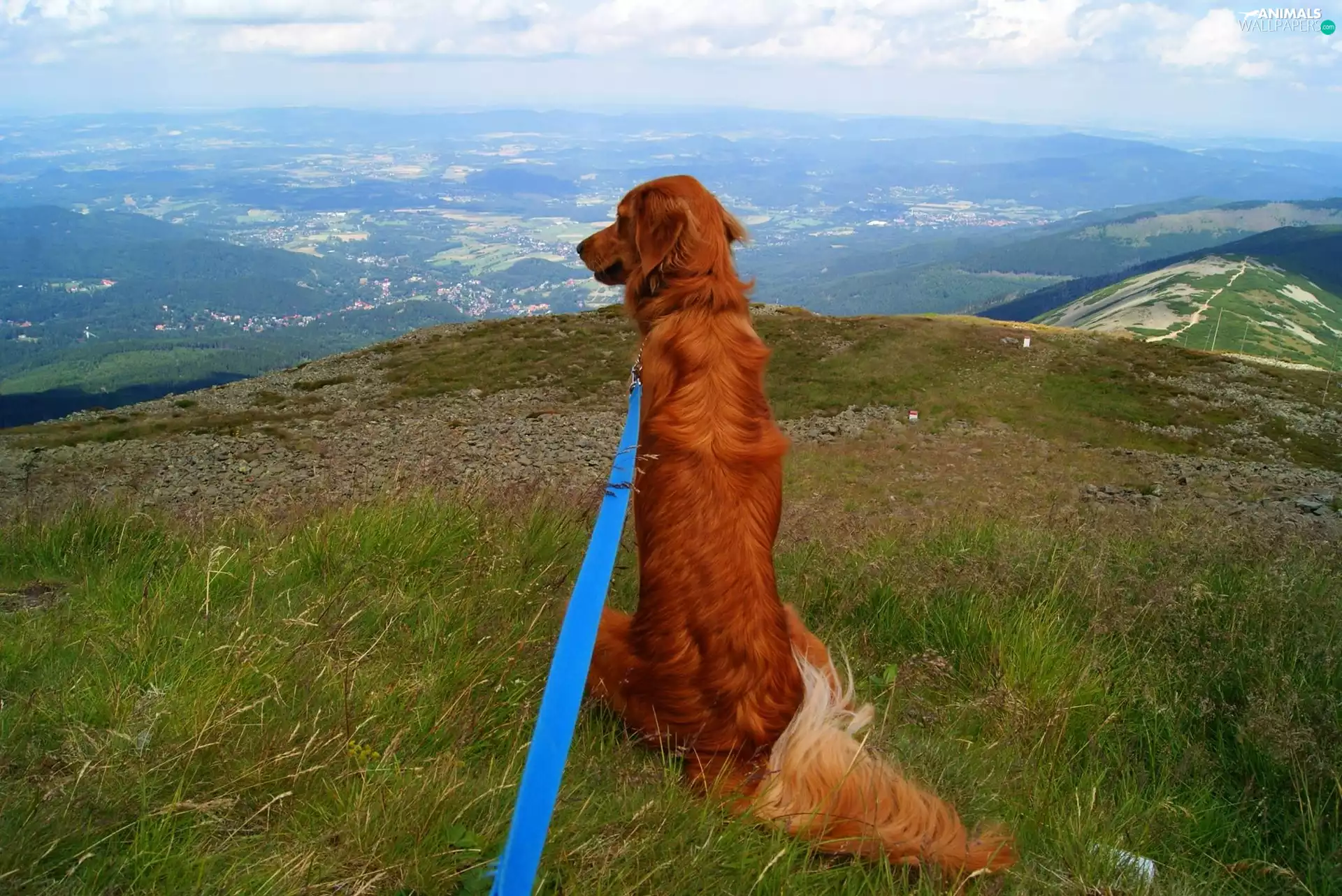landscape, Golden Retriever