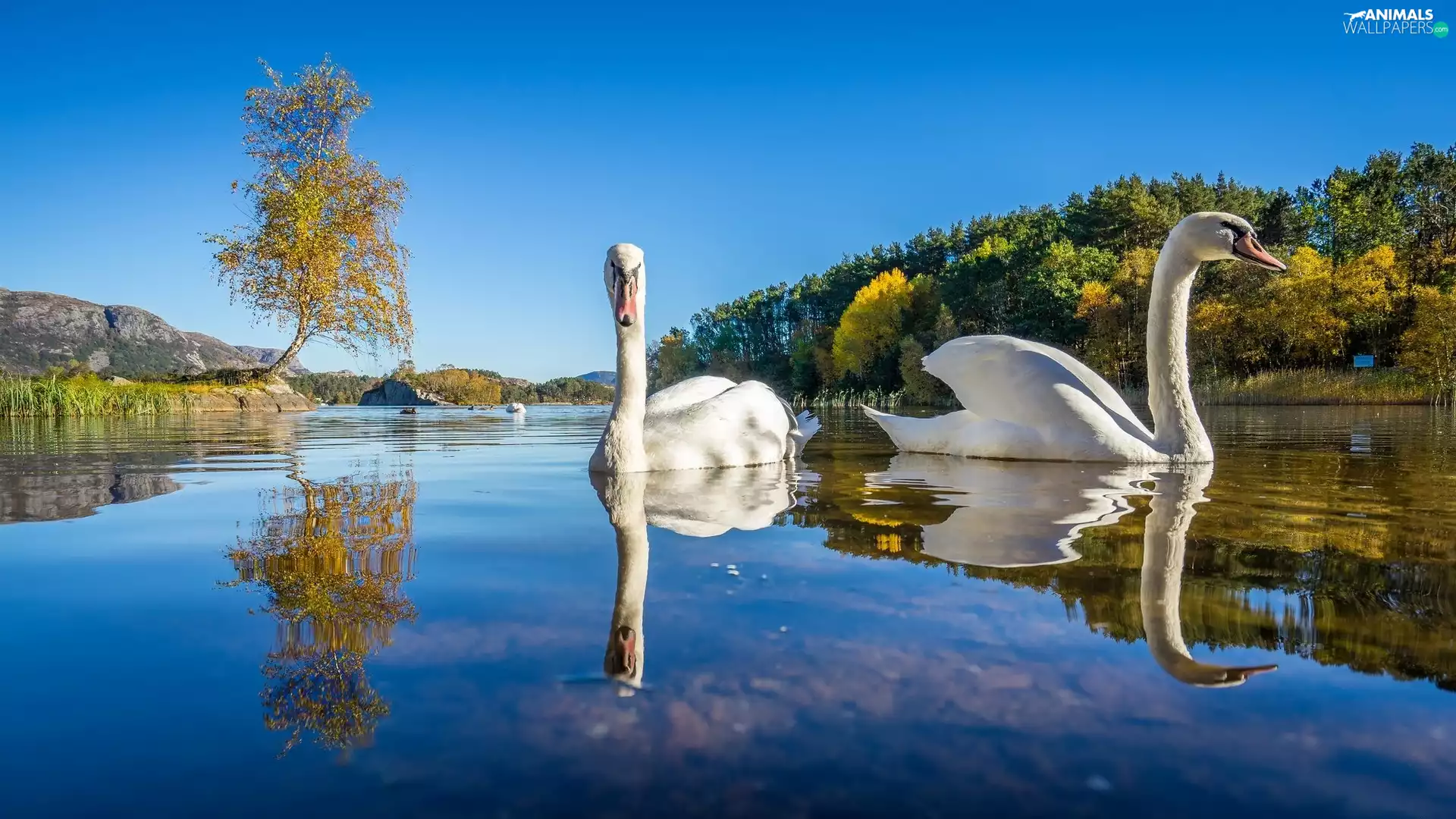landscape, Swan, River