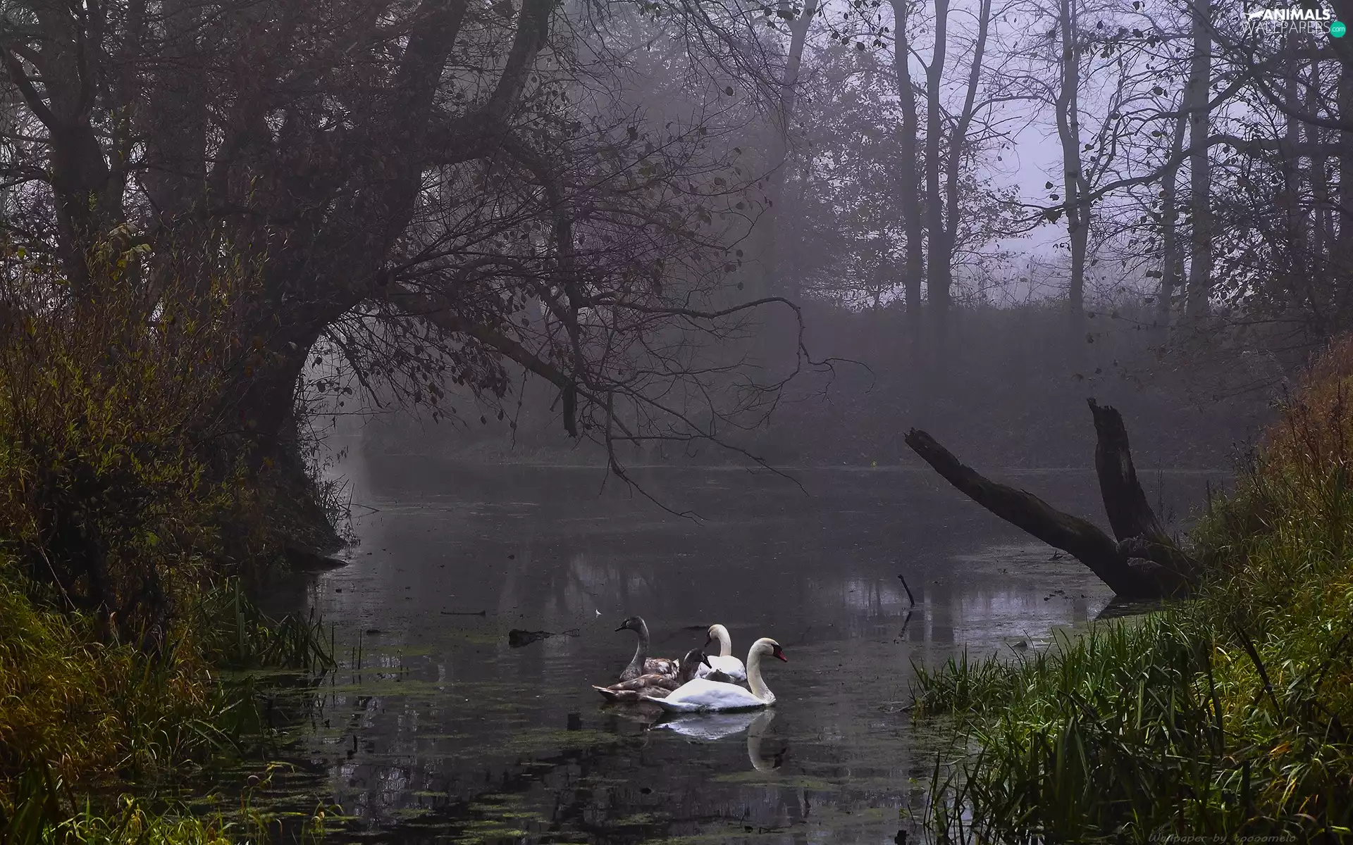 Swan, Fog, Rogalin Landscape Park, Pond - car