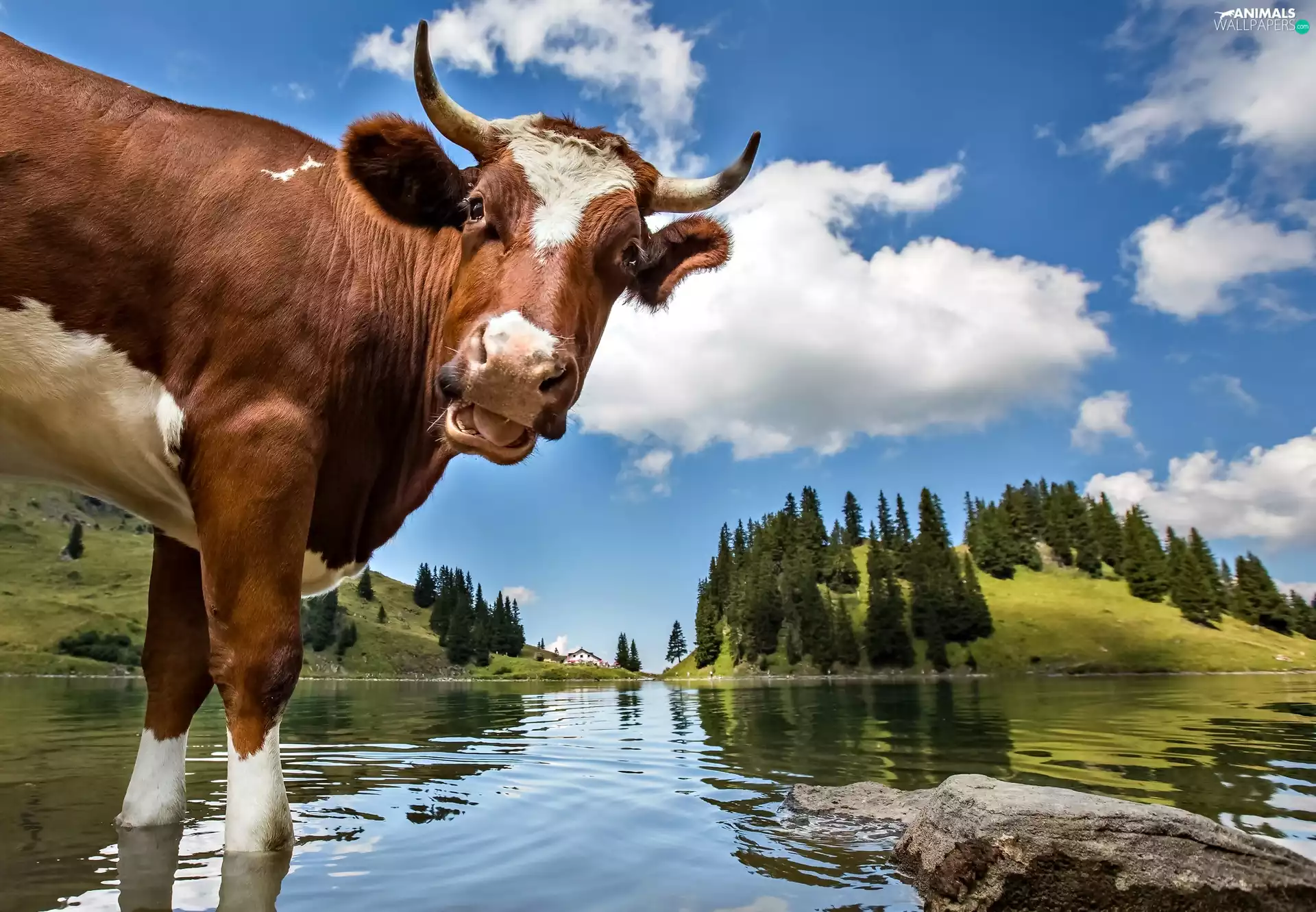 landscape, Cow, water