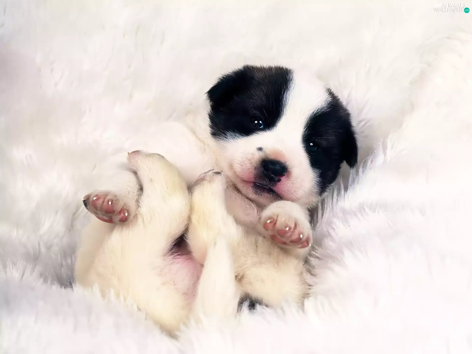 Landseer, Puppy