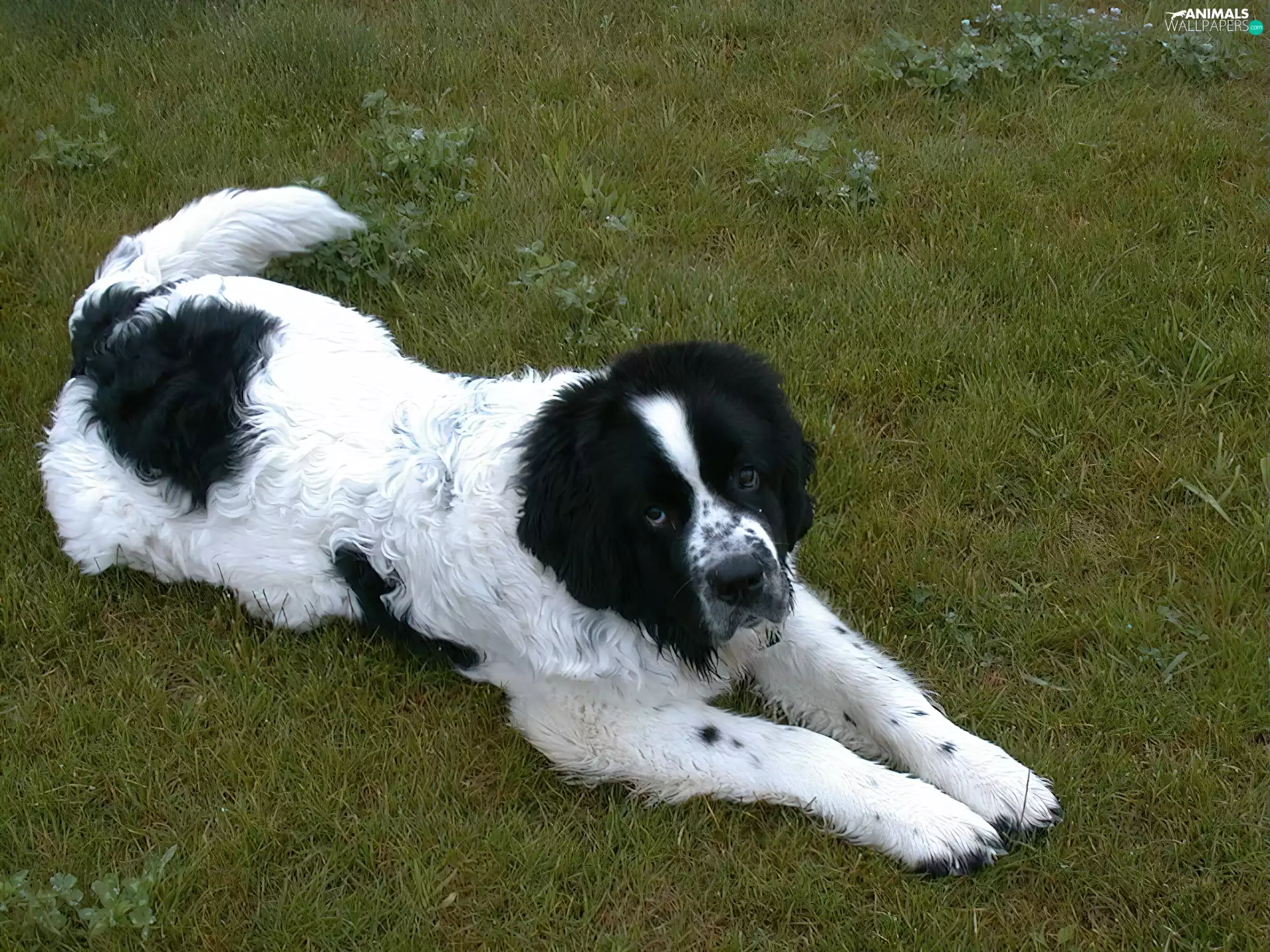 White and Black, Landseer