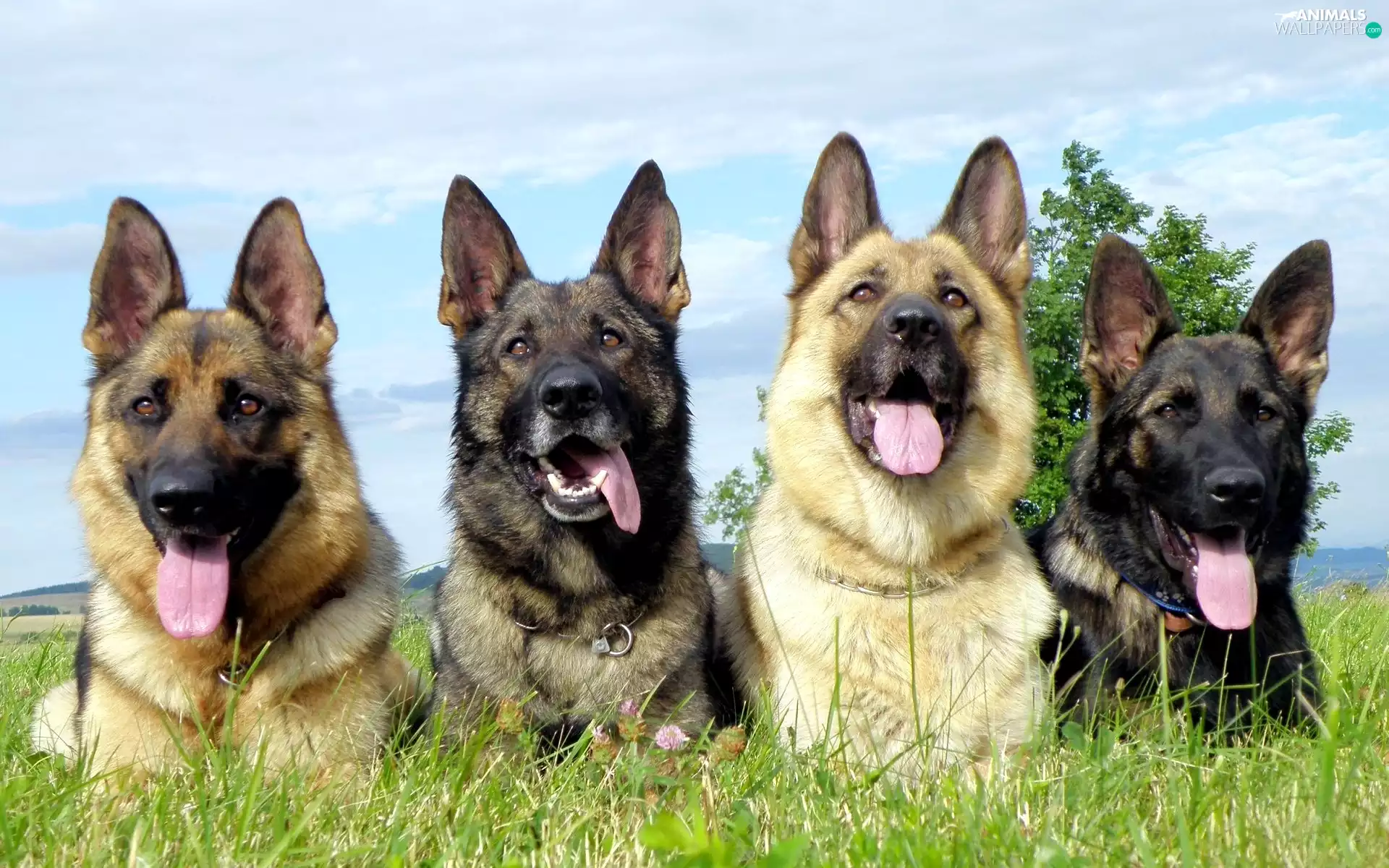 four, Languages, Meadow, German Shepherds