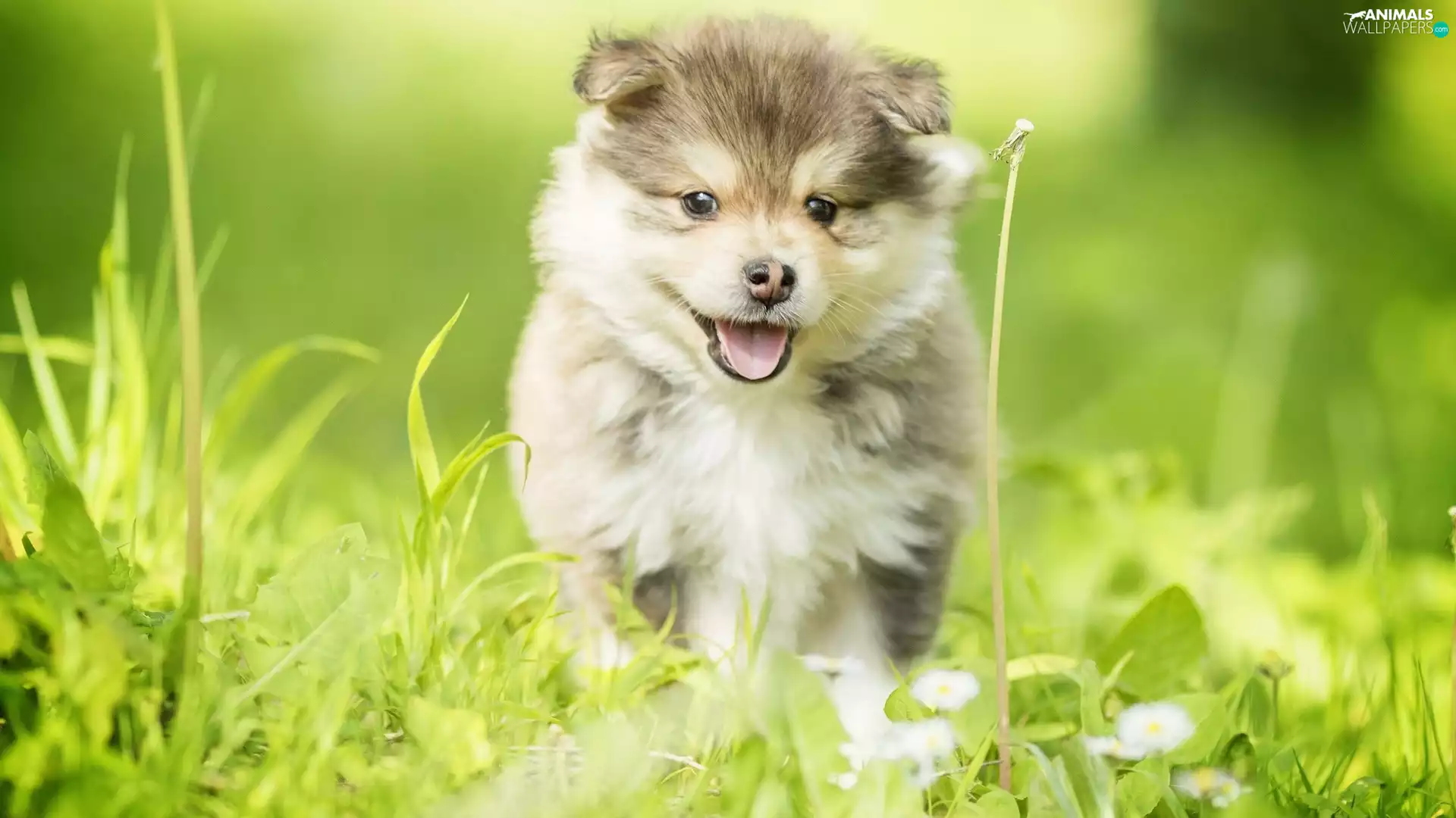 grass, Puppy, Finnish Lapphund
