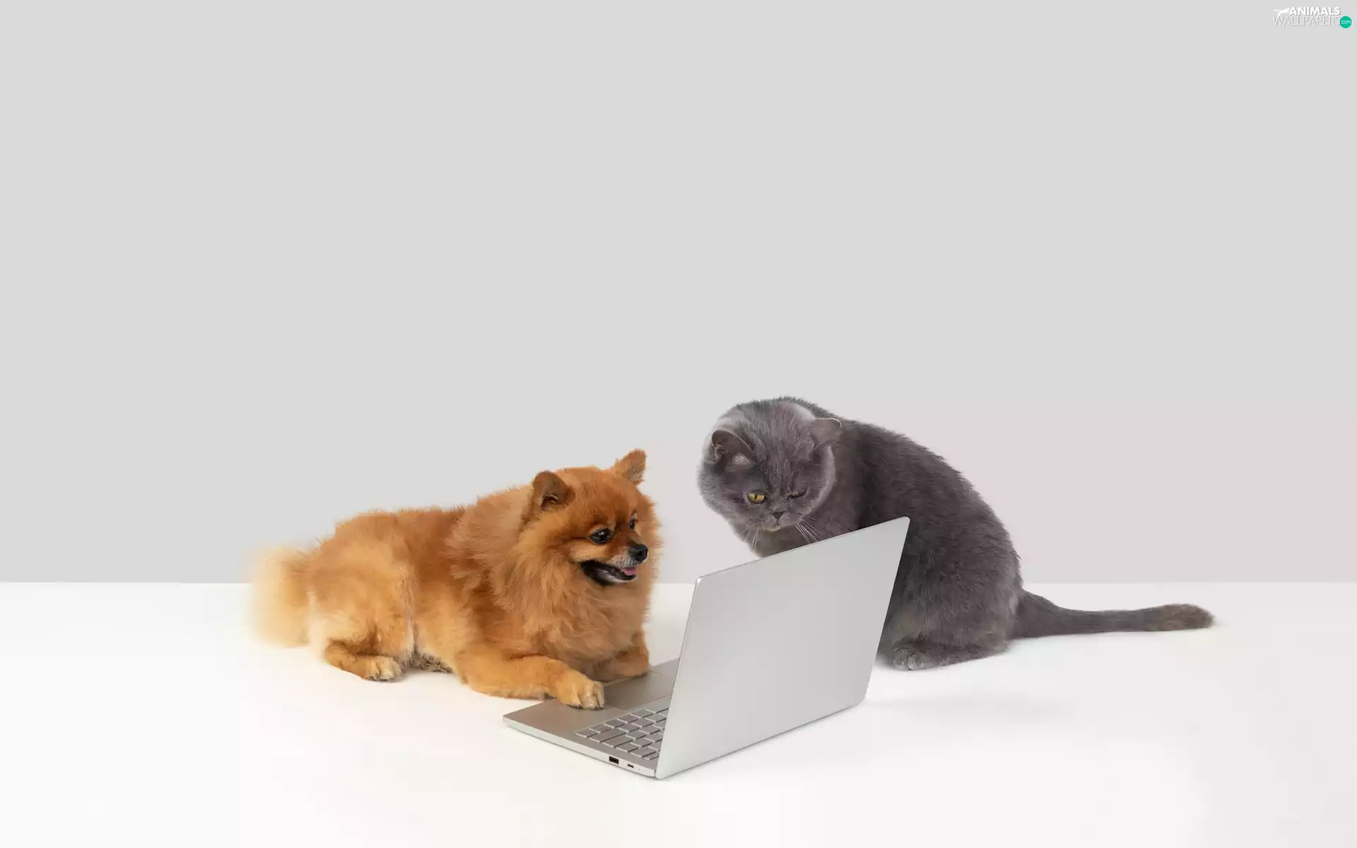 laptop, dog, cat