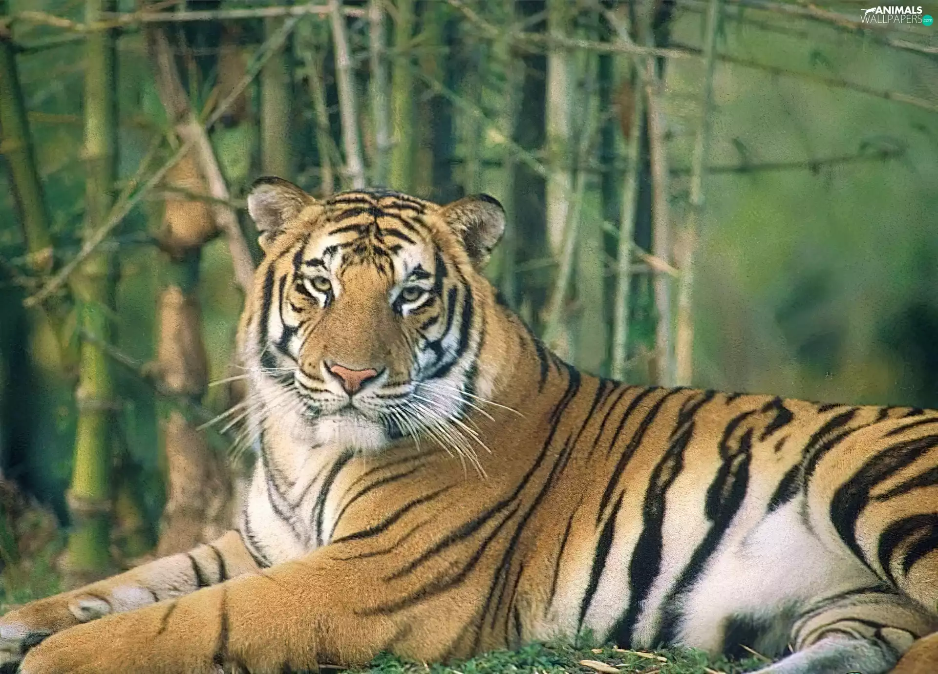 large, tiger