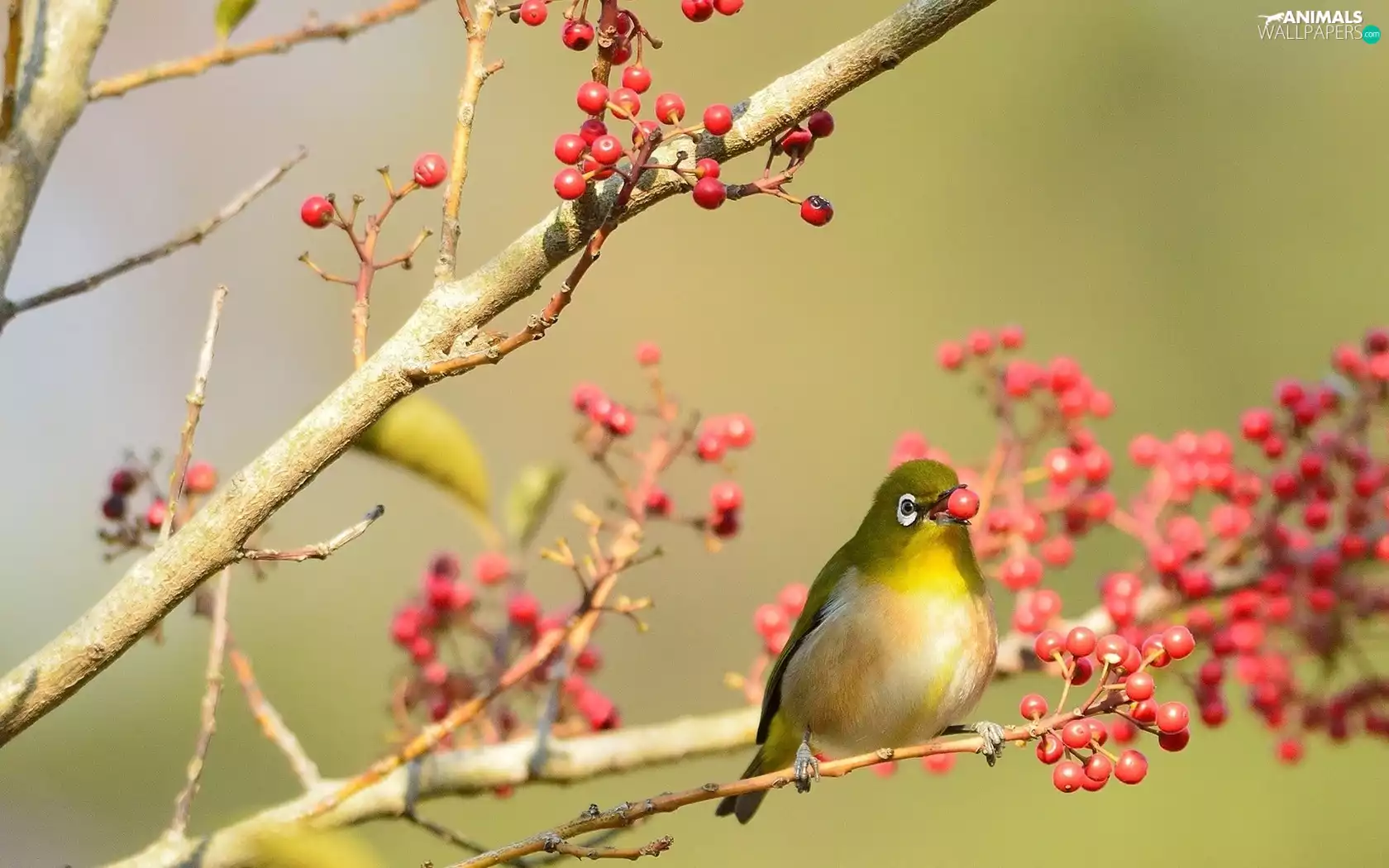trees, viewes, Zosterops lateralis, Fruits, Cordulegaster