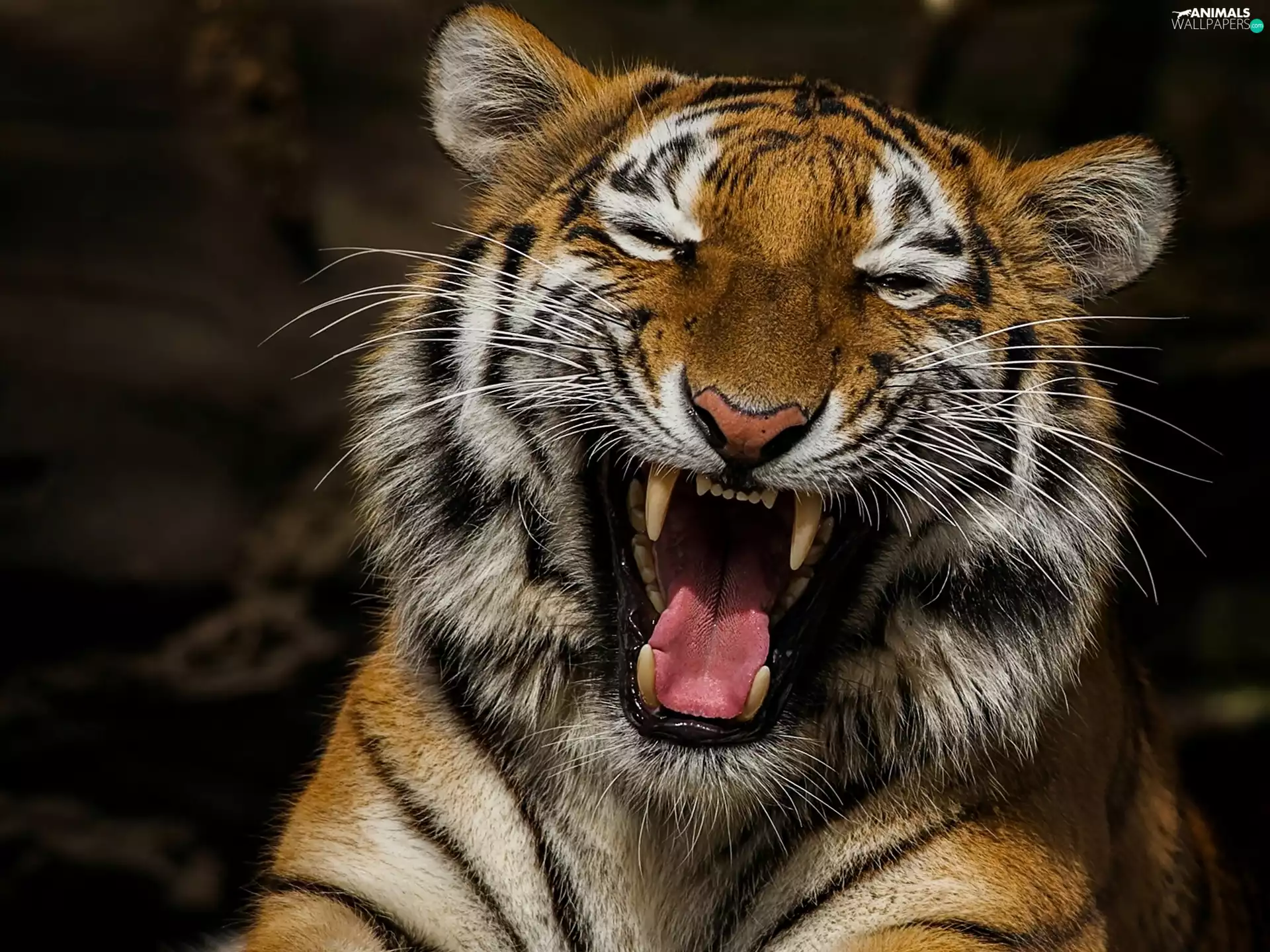 Laughing, tiger