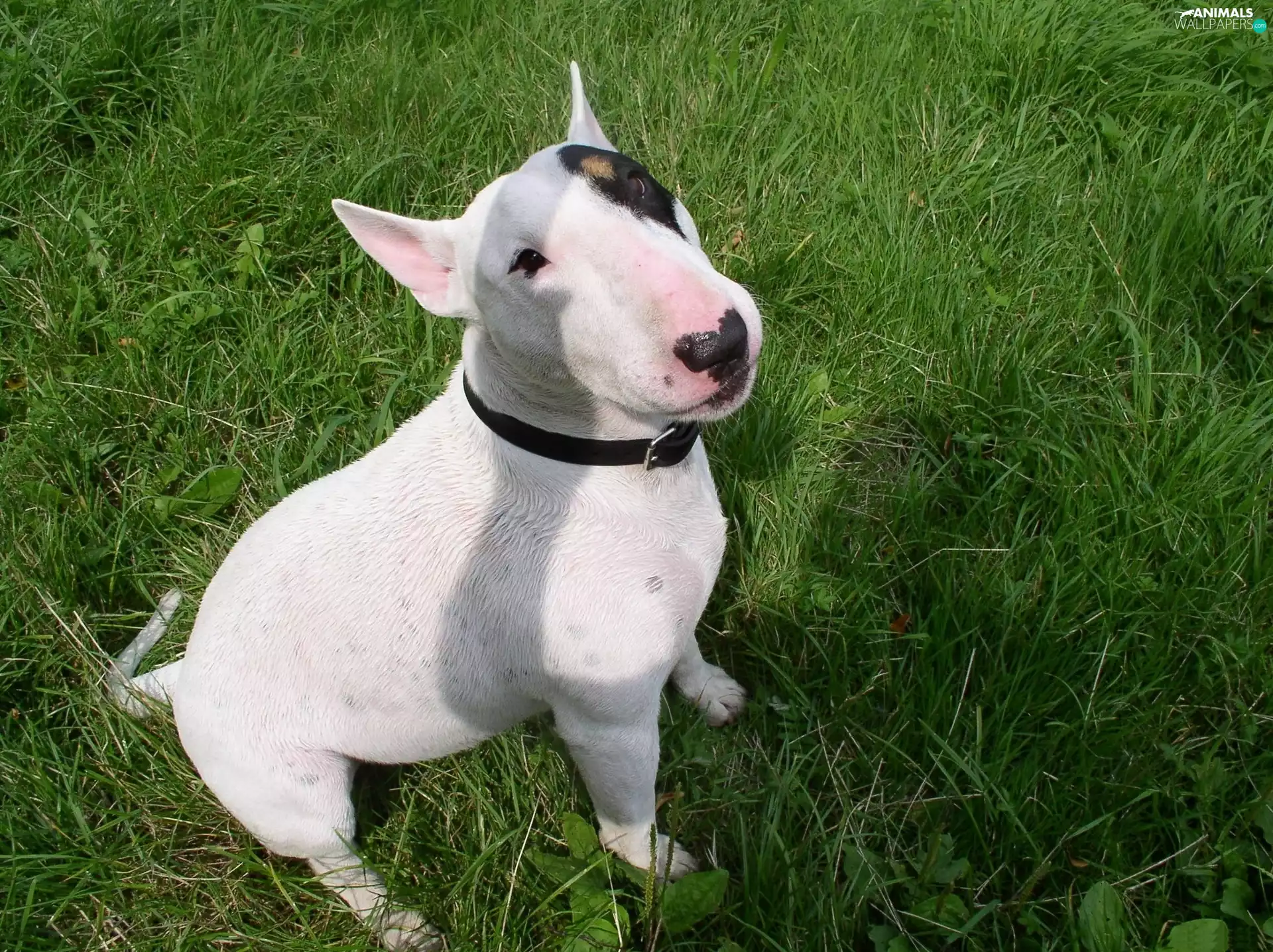 Lawn, White, Bulterier