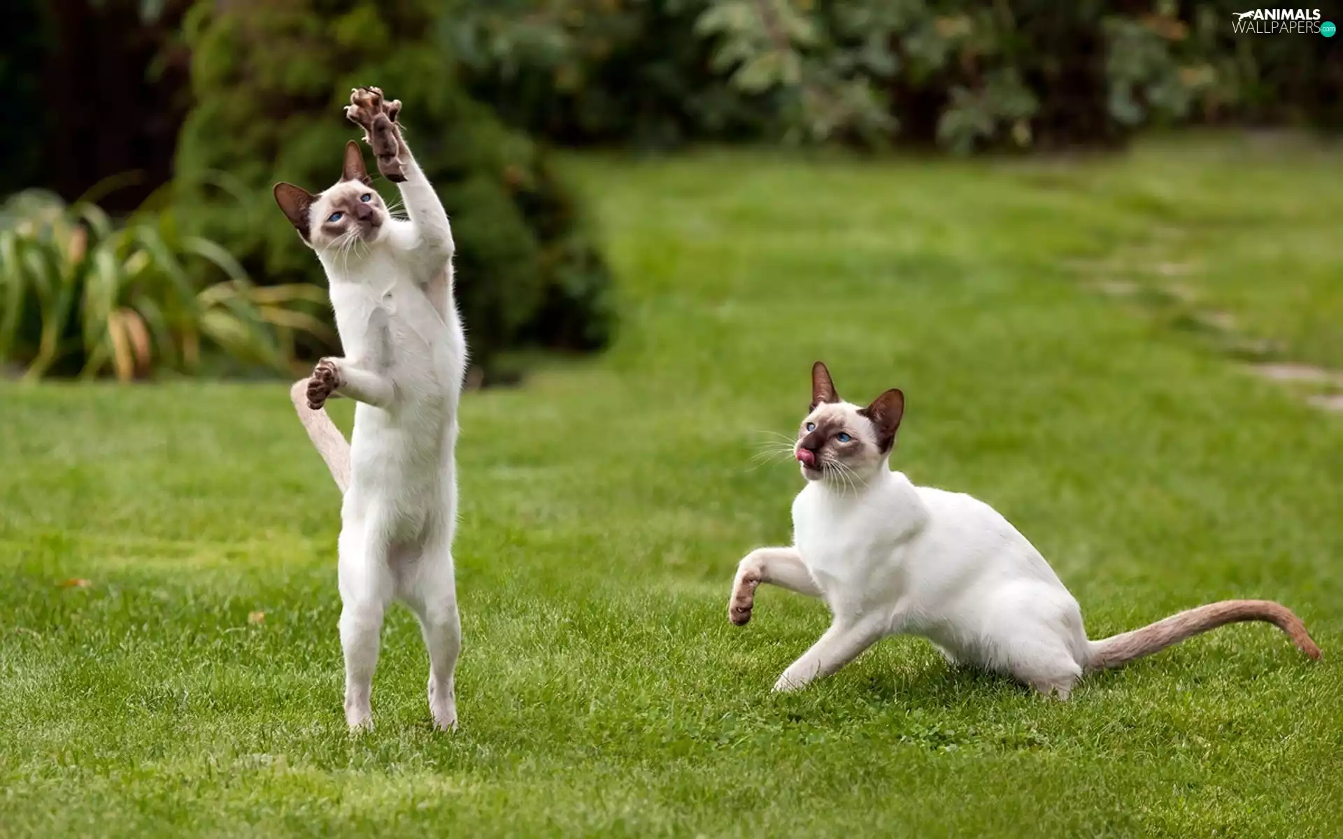 mouse, Siamese Cats, Lawn, Two cars