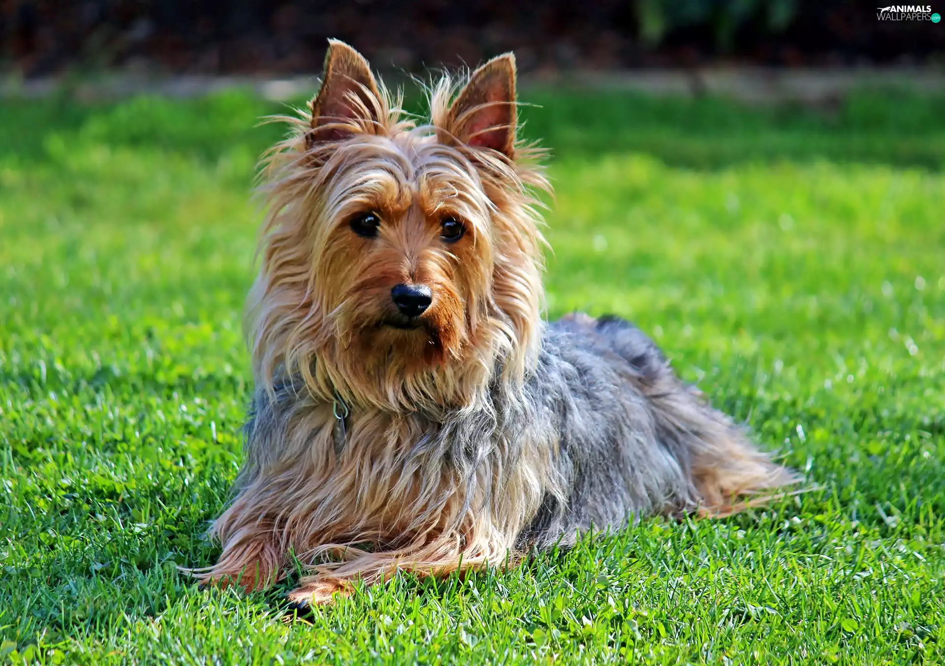 Lawn, Australian, Silky