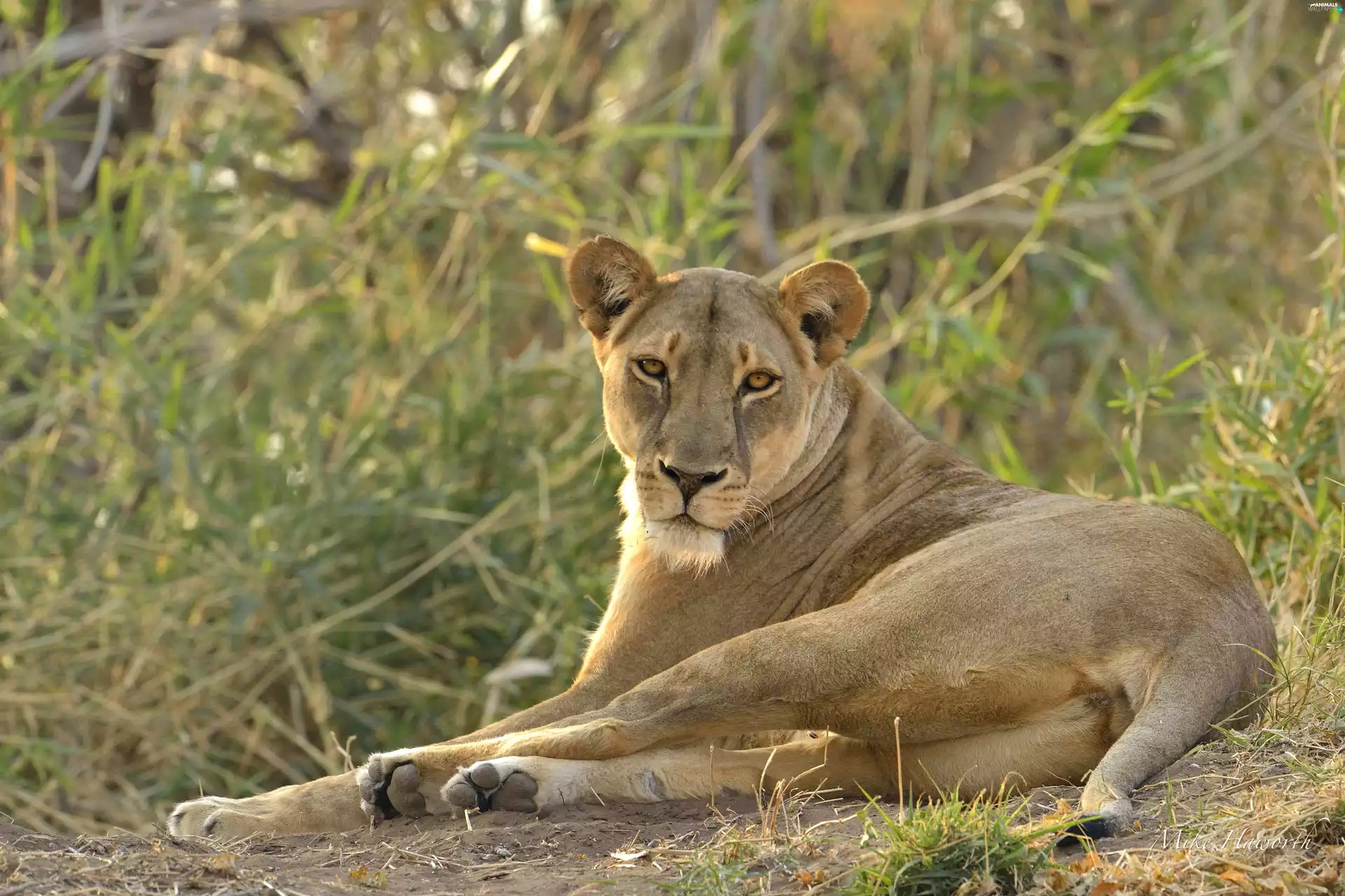 laying, Lioness