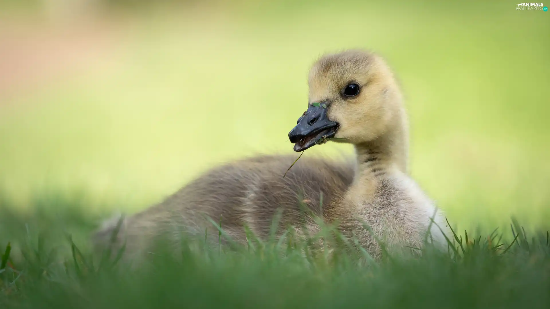 small, goose, grass, laying