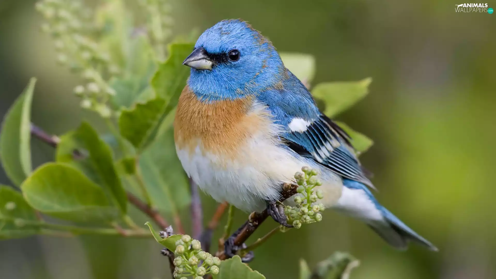 Lazuli Bunting, twig