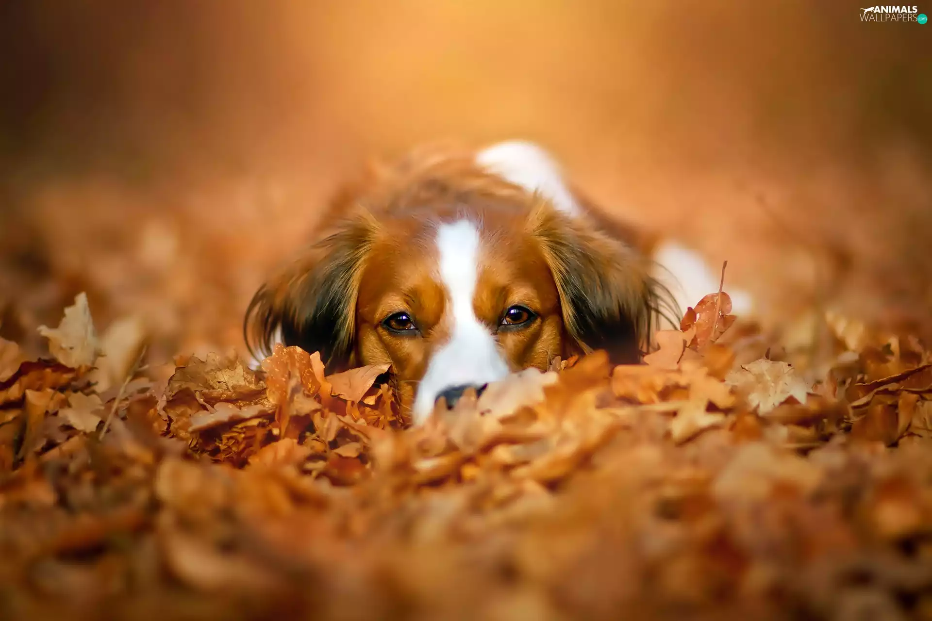 Autumn, Leaf, Alpine, Dutch, dog