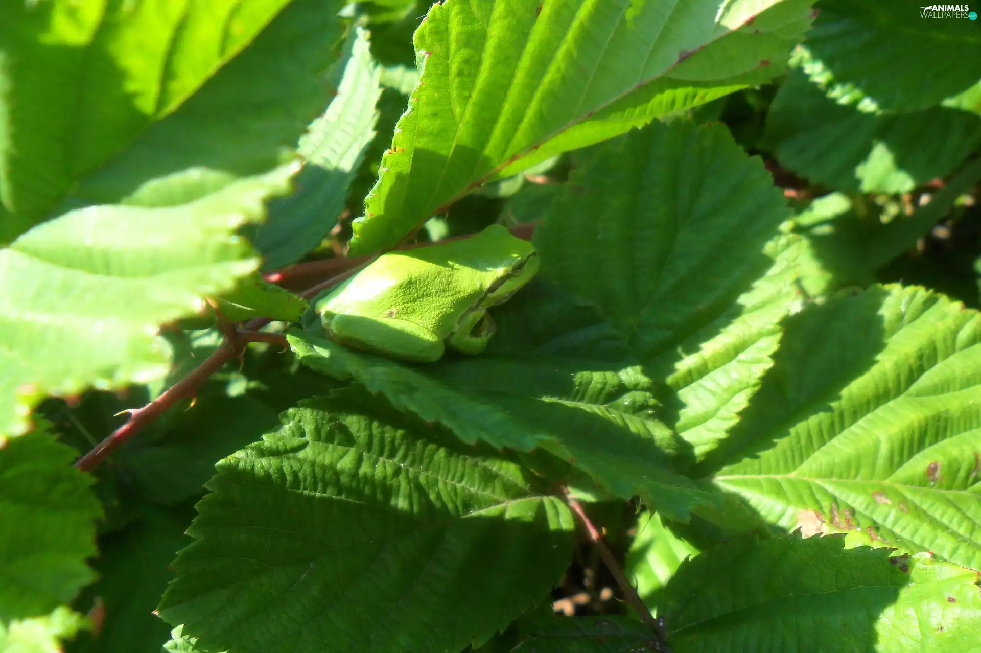 leaf, frog, an