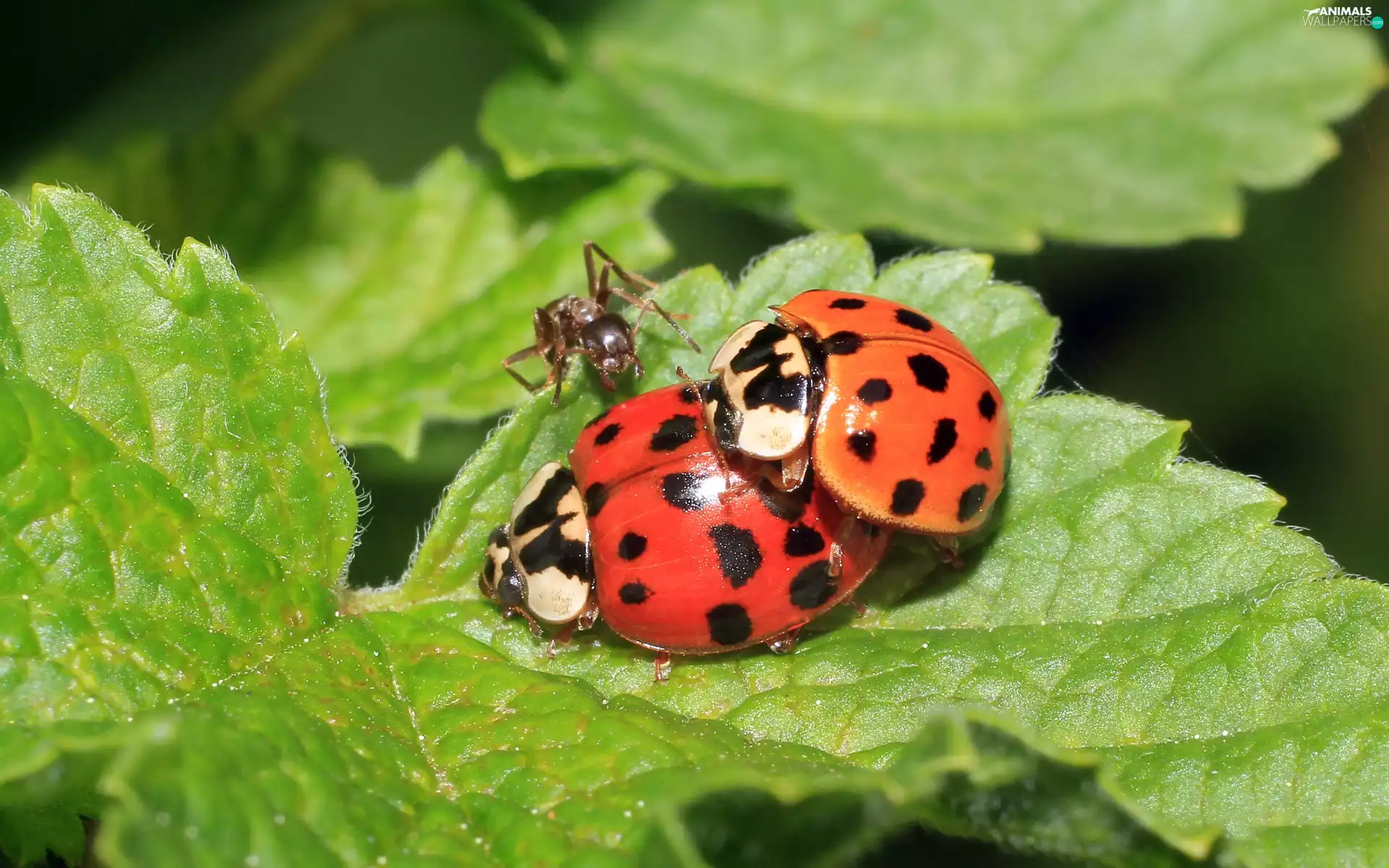 Leaf, ladybugs, ant