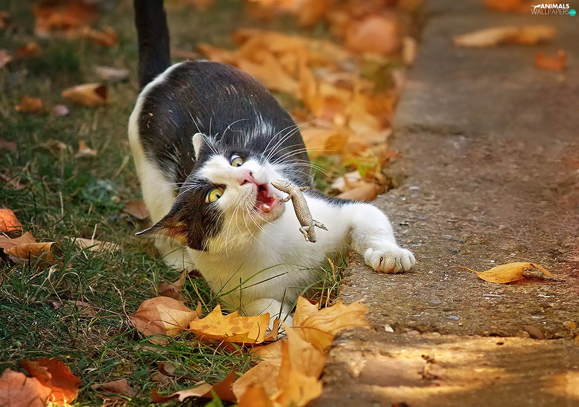 Leaf, cat, autumn
