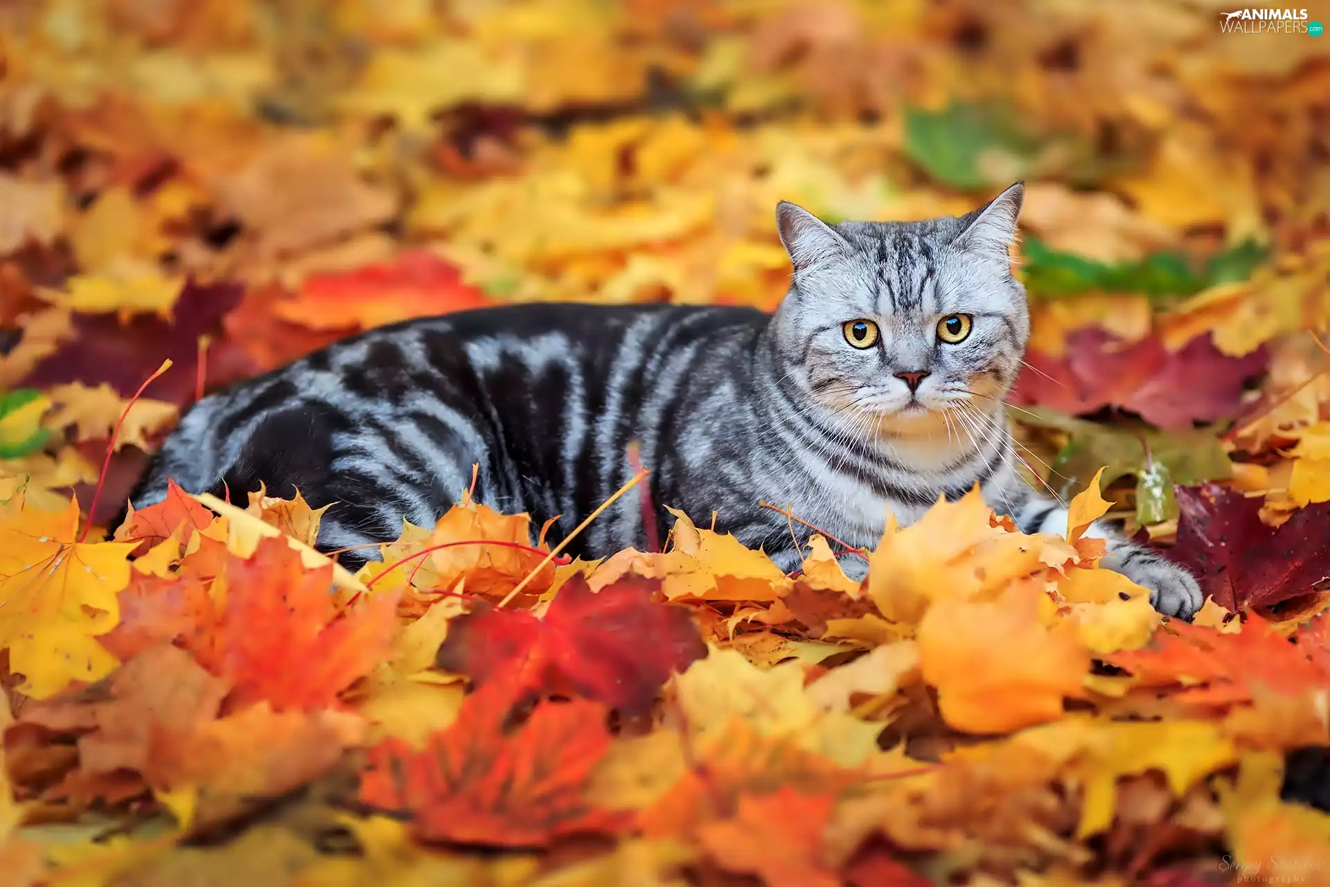 Leaf, cat, autumn