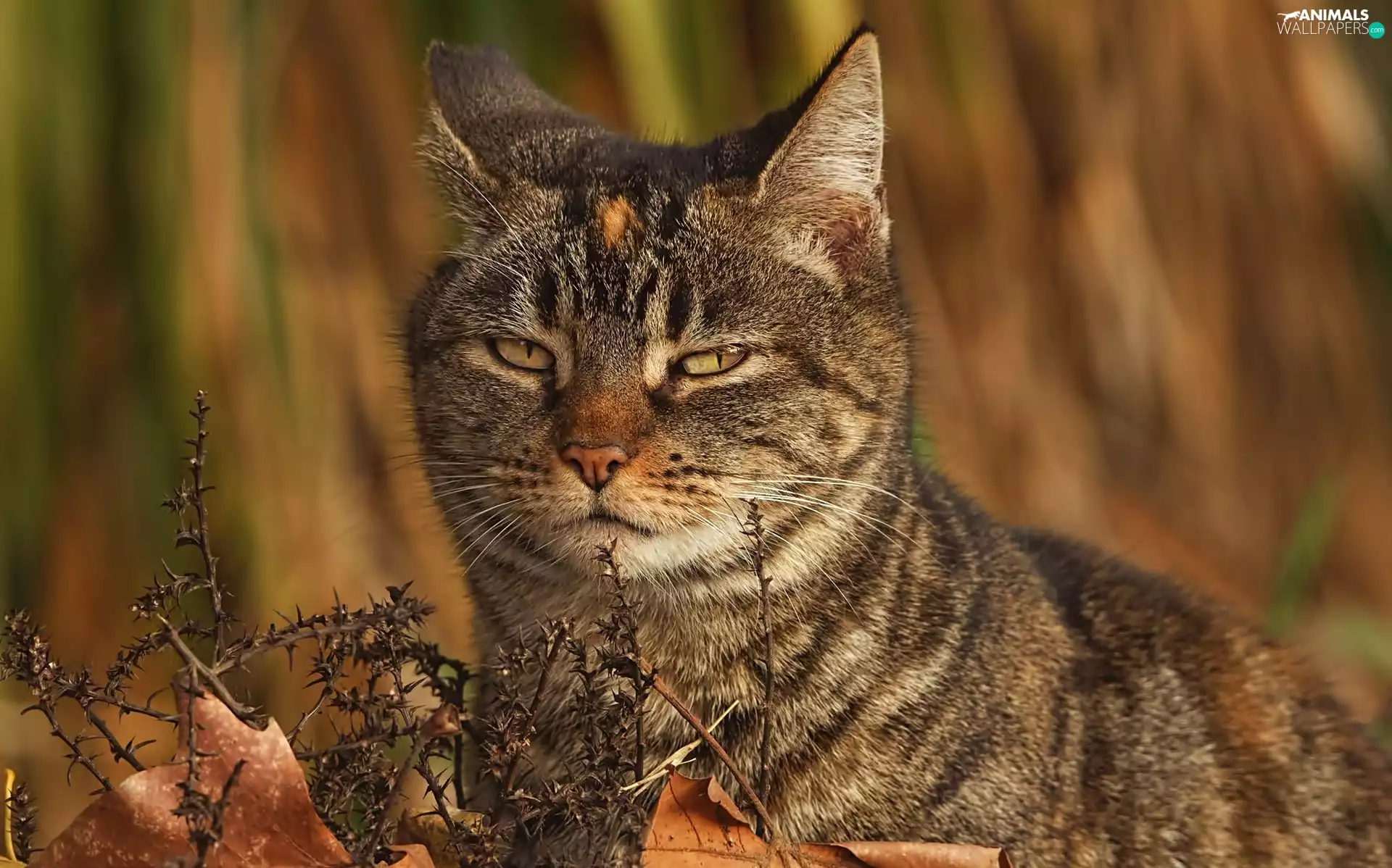 Leaf, cat, Autumn