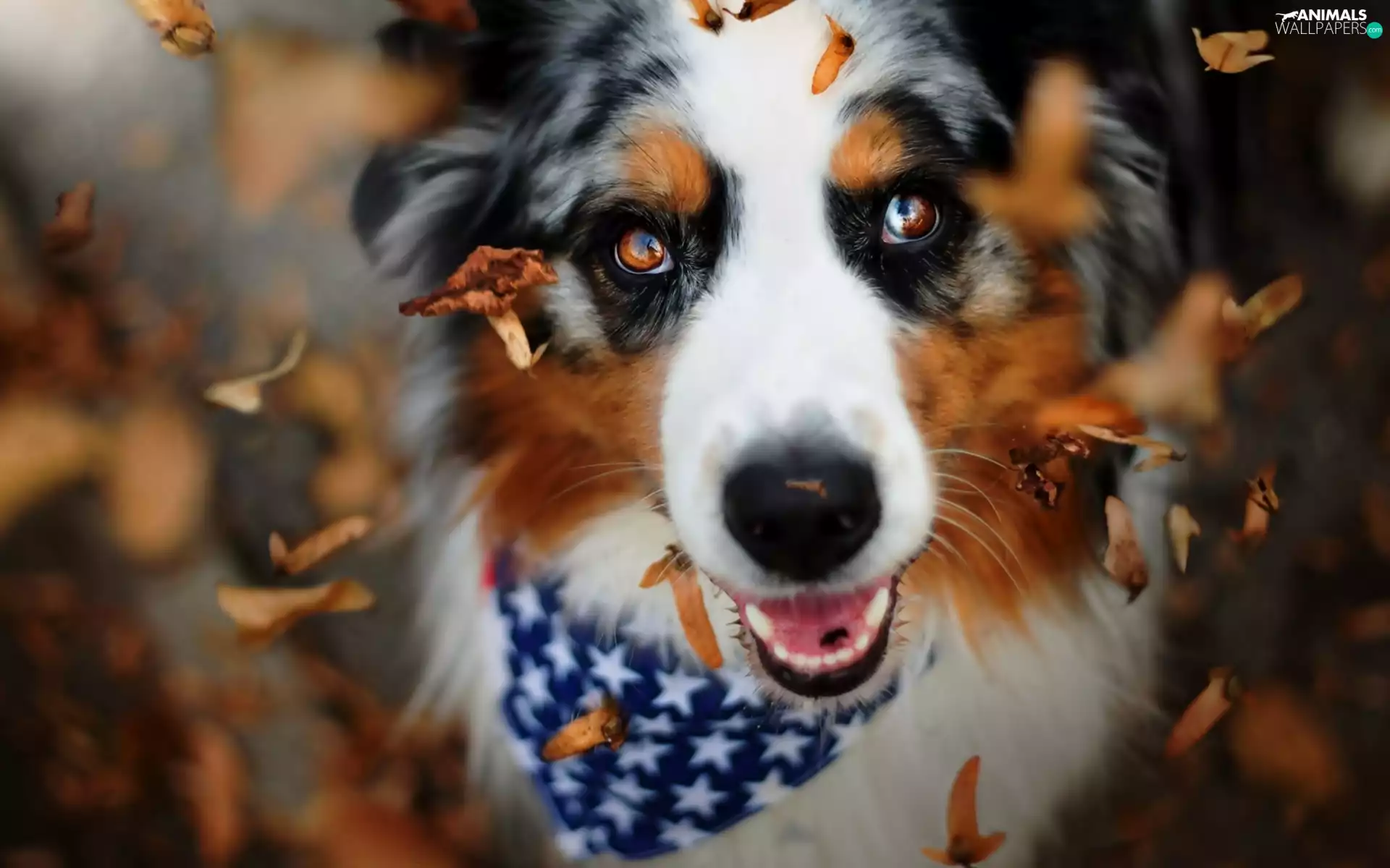 Leaf, dog, Autumn