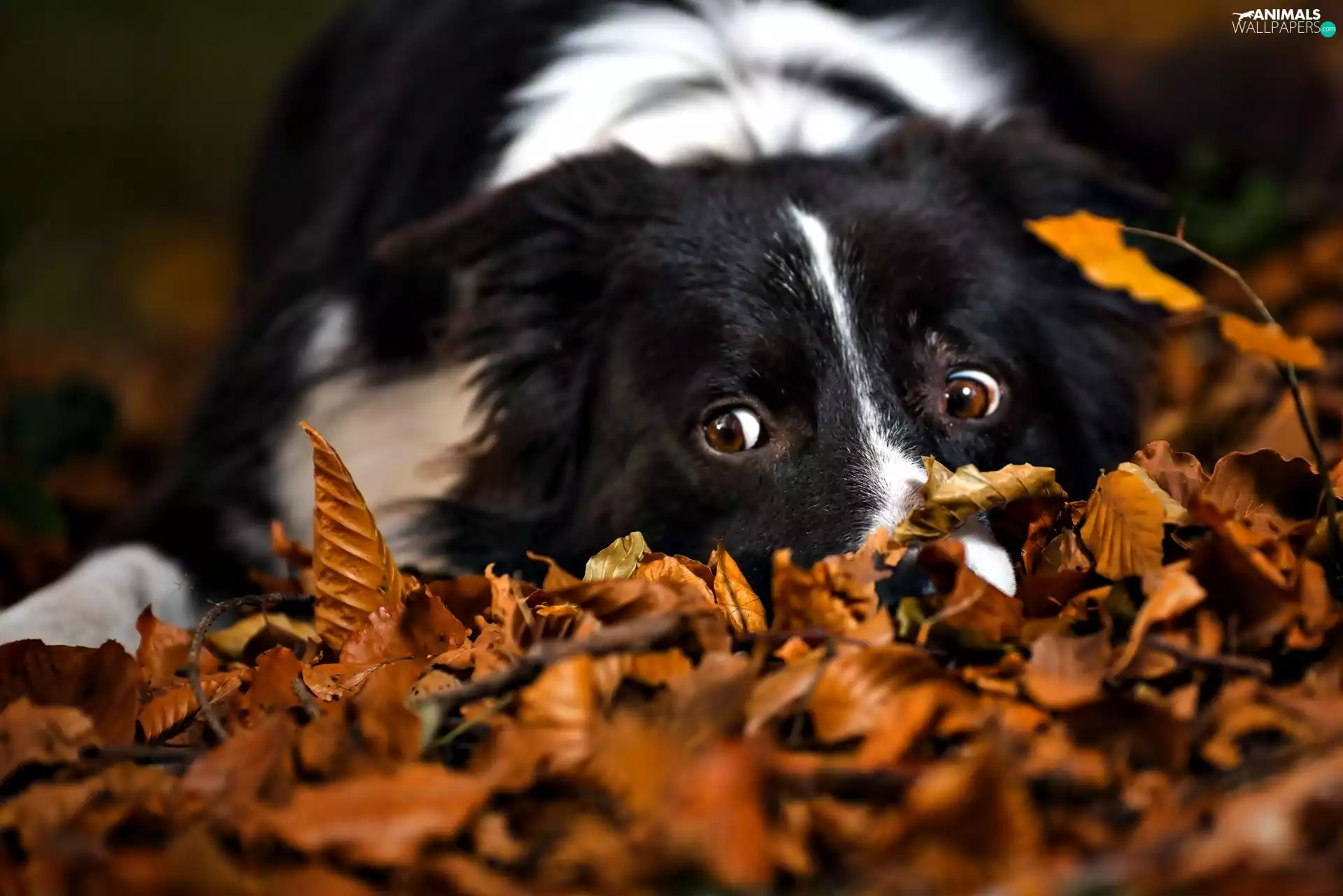 Leaf, dog, Autumn