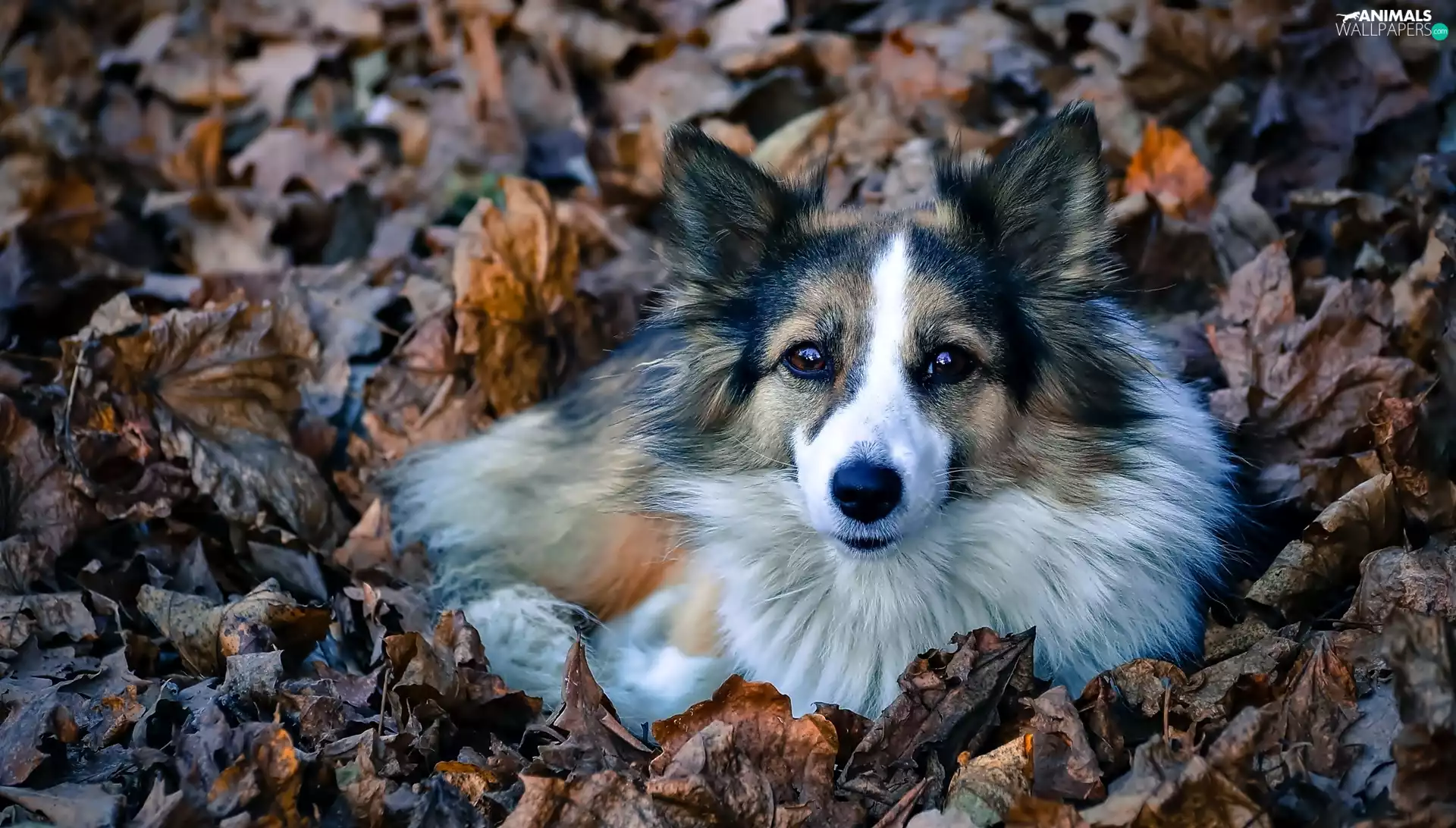 Leaf, dog, Autumn