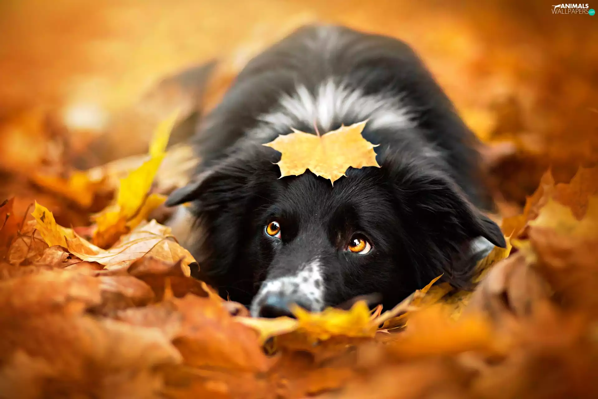 Leaf, dog, autumn