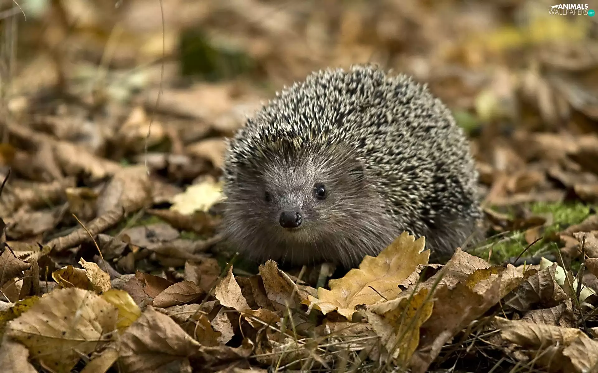Leaf, hedgehog, autumn